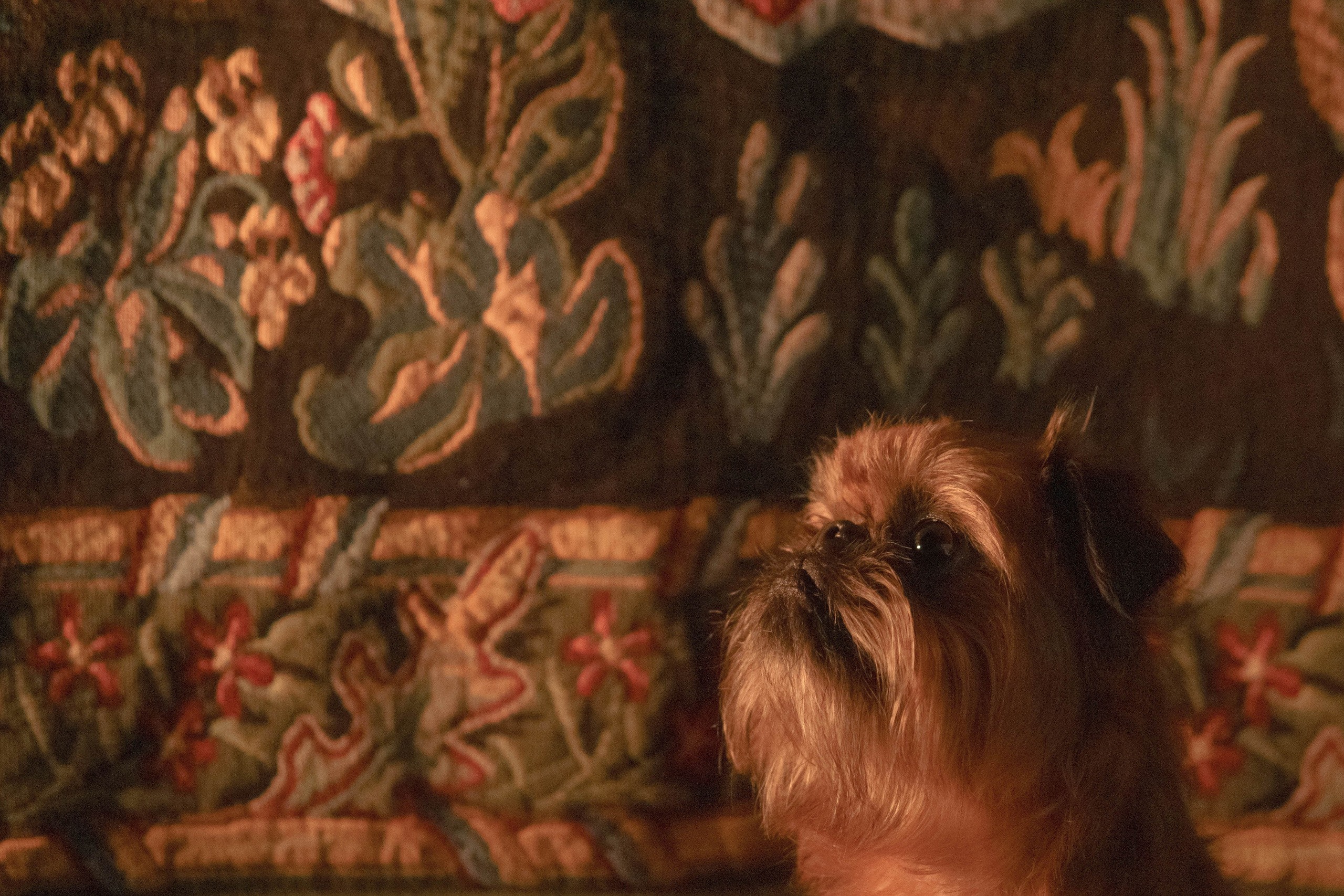 Наташа и Хавьер. Фотограф-анималист Ксения Воробьева, Москва