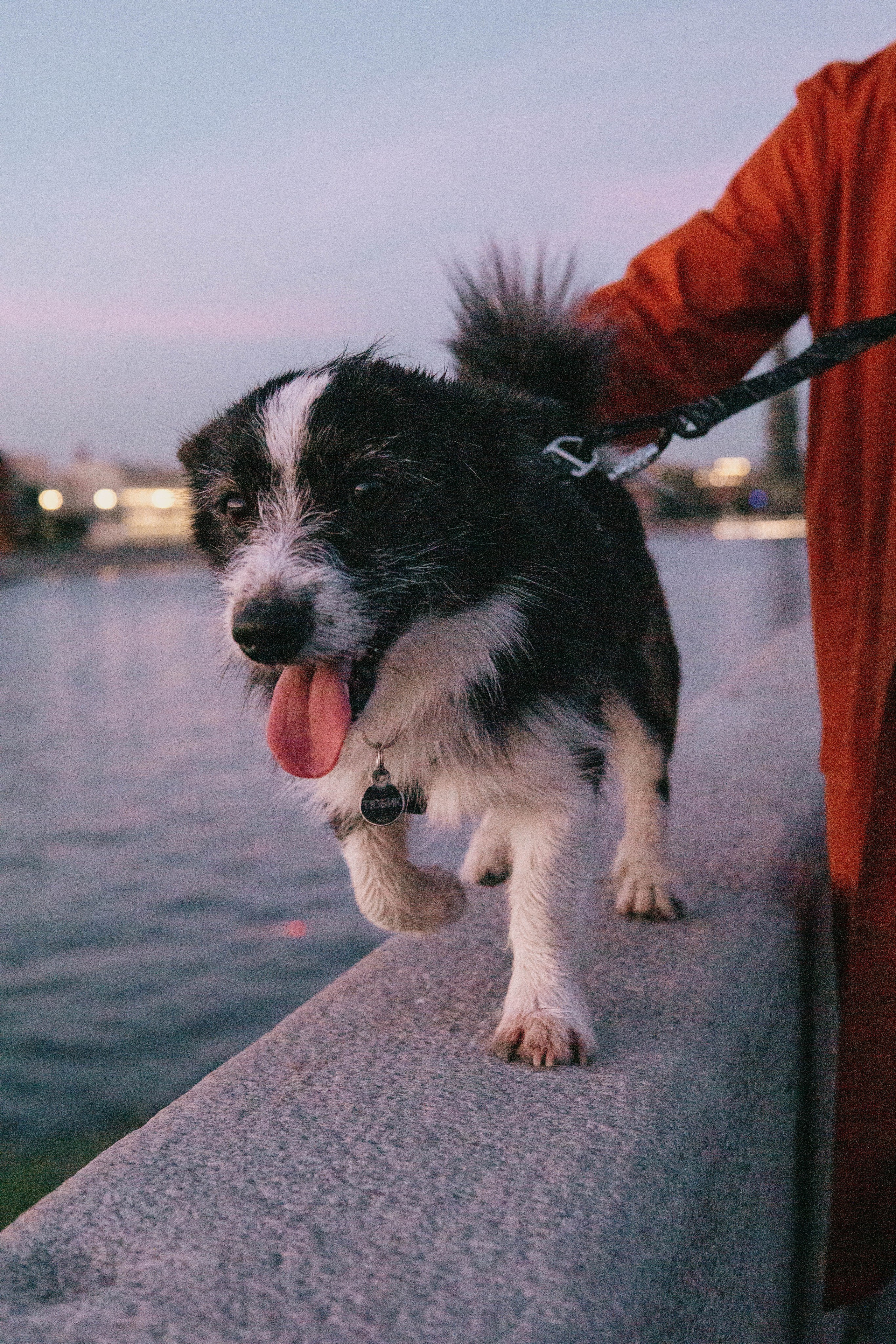 Даша и Тюбик. Фотограф-анималист Ксения Воробьева, Москва
