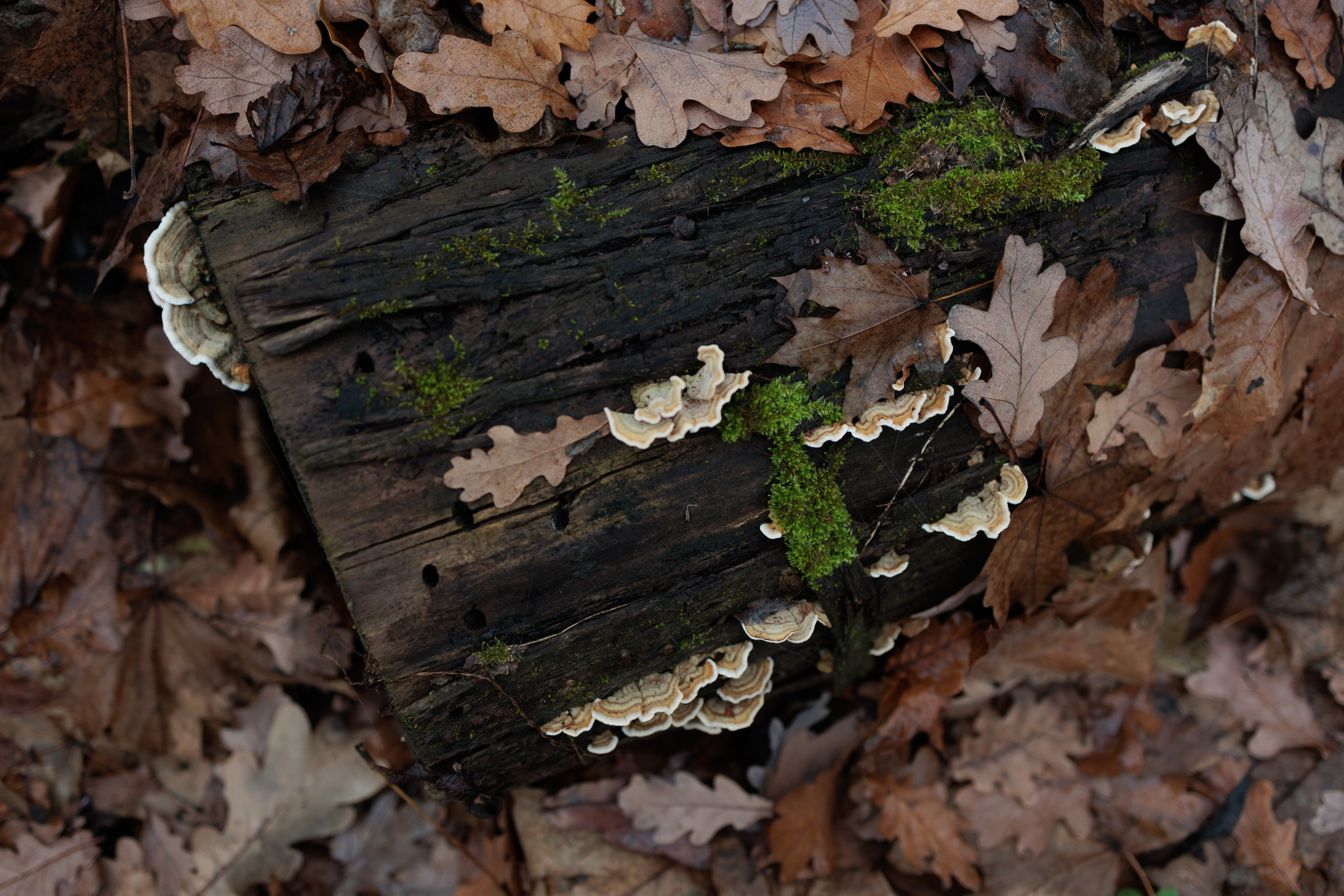 В туманном лесу. Семейный фотограф в Белгороде