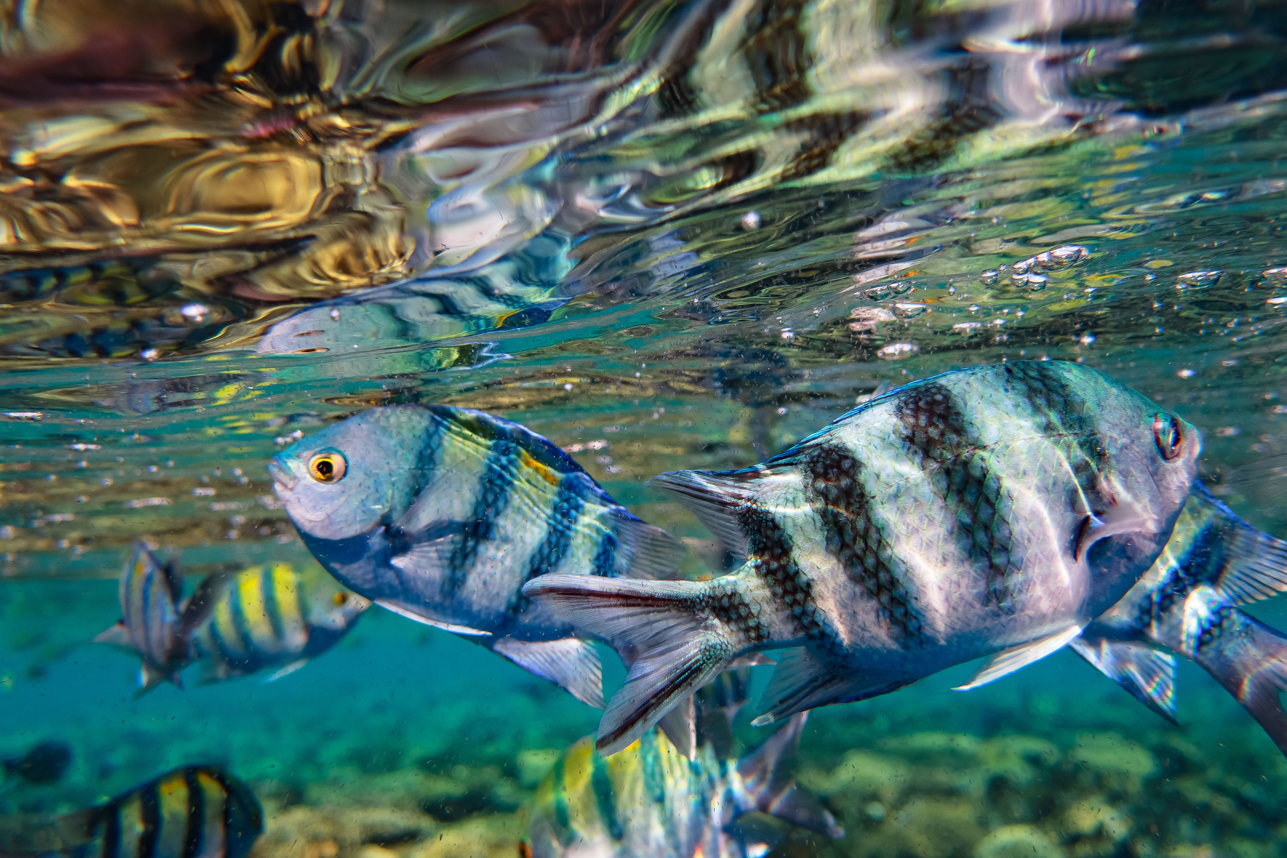 Fish. Фотограф Светлана Голицына