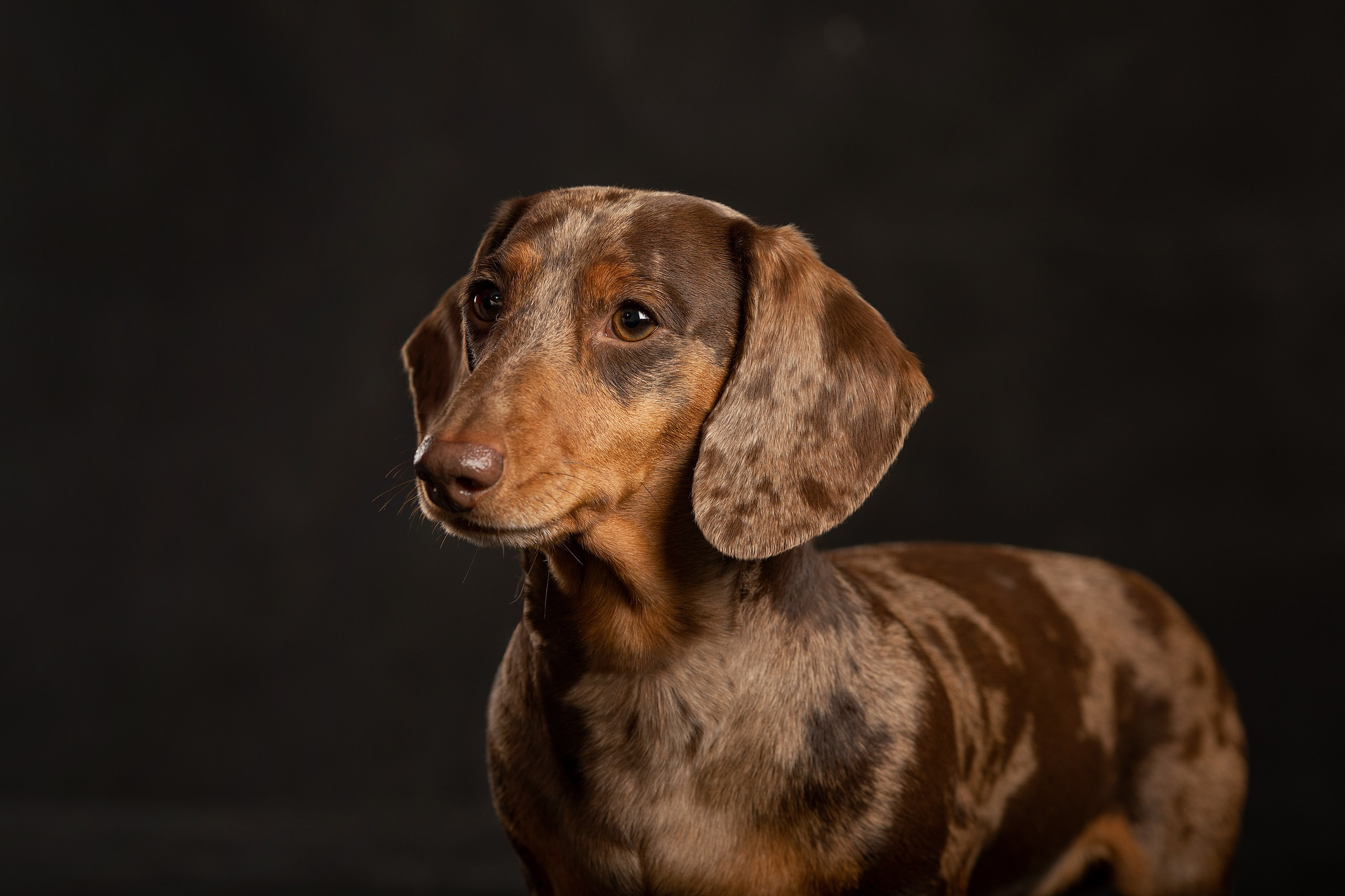Собаки. Конный фотограф Валынкина Лера