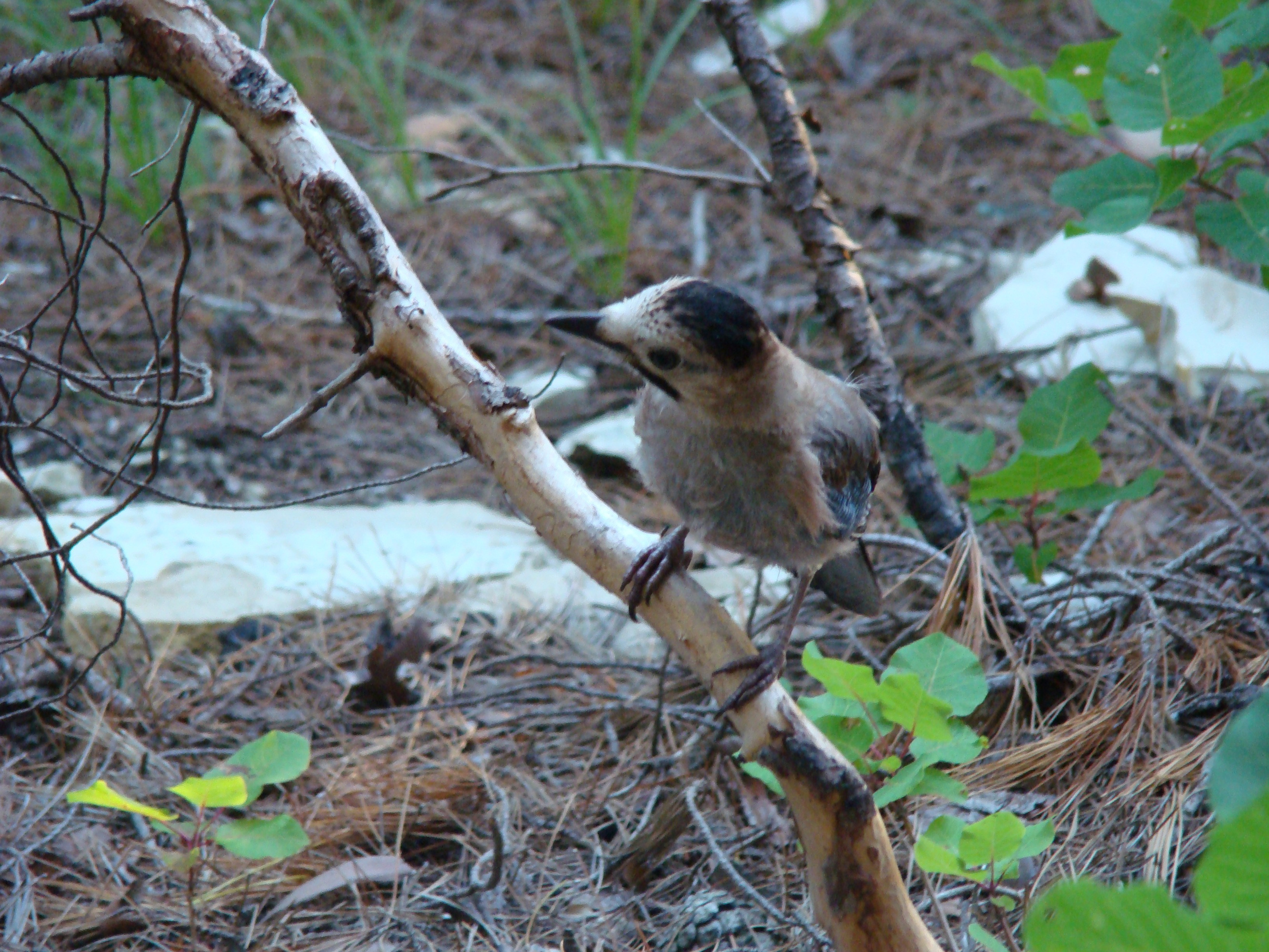 Кабардинка (фото Зевиных) 25.06-24.07.2008. Семейный, Свадебный фотограф СПБ Питер— Романова Екатерина