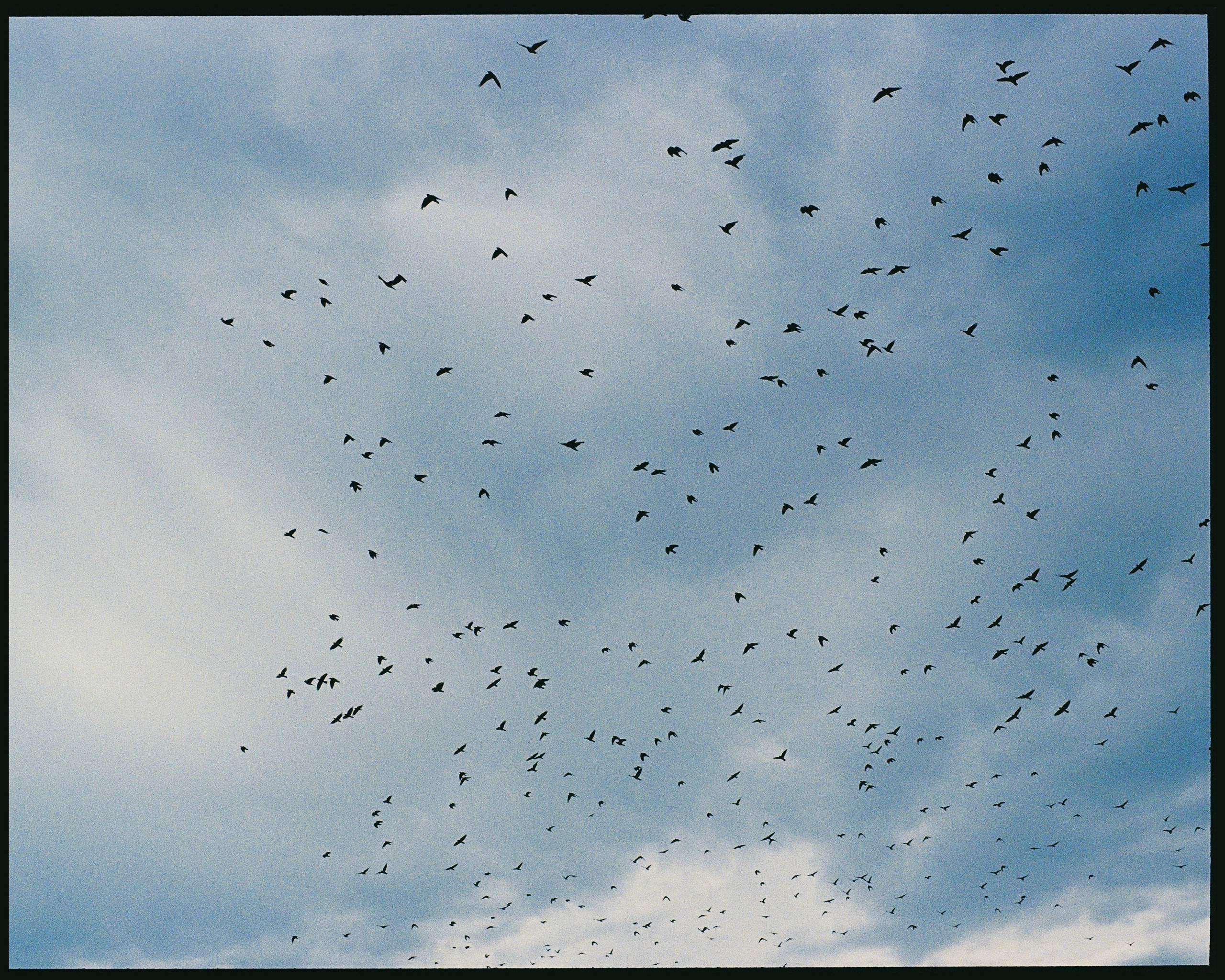 Це́рковь Покрова́ на Не́рли́. ANNA — PHOTOGRAPHER