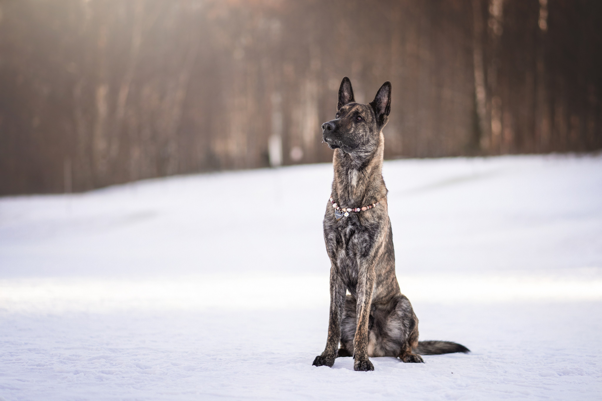 Портфолио фотографа-анималиста Александры Пугачёвой | Санкт-Петербург. Фотограф-анималист в Санкт-Петербурге Пугачёва Александра