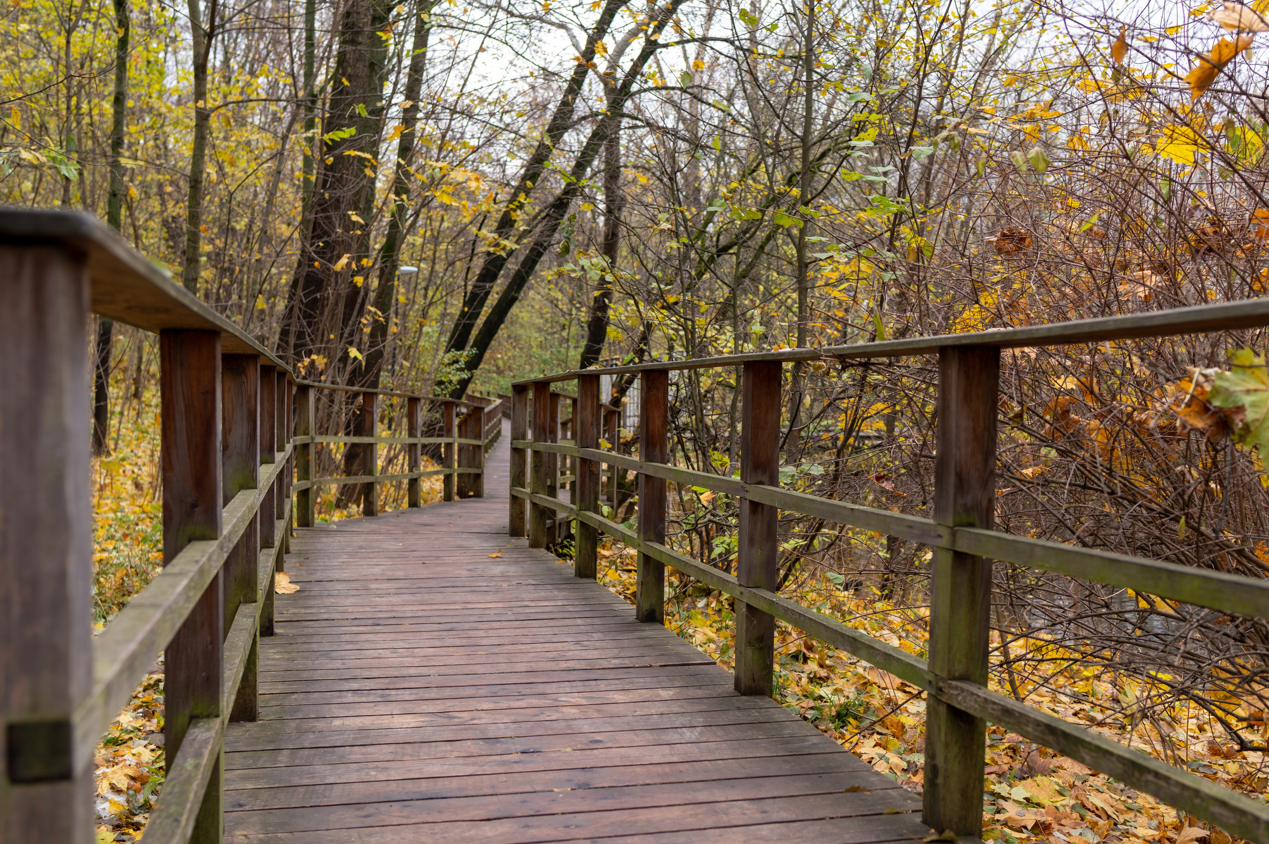 20231031 Нескучный сад. Дмитрий Ремизов. Фотография, как хобби