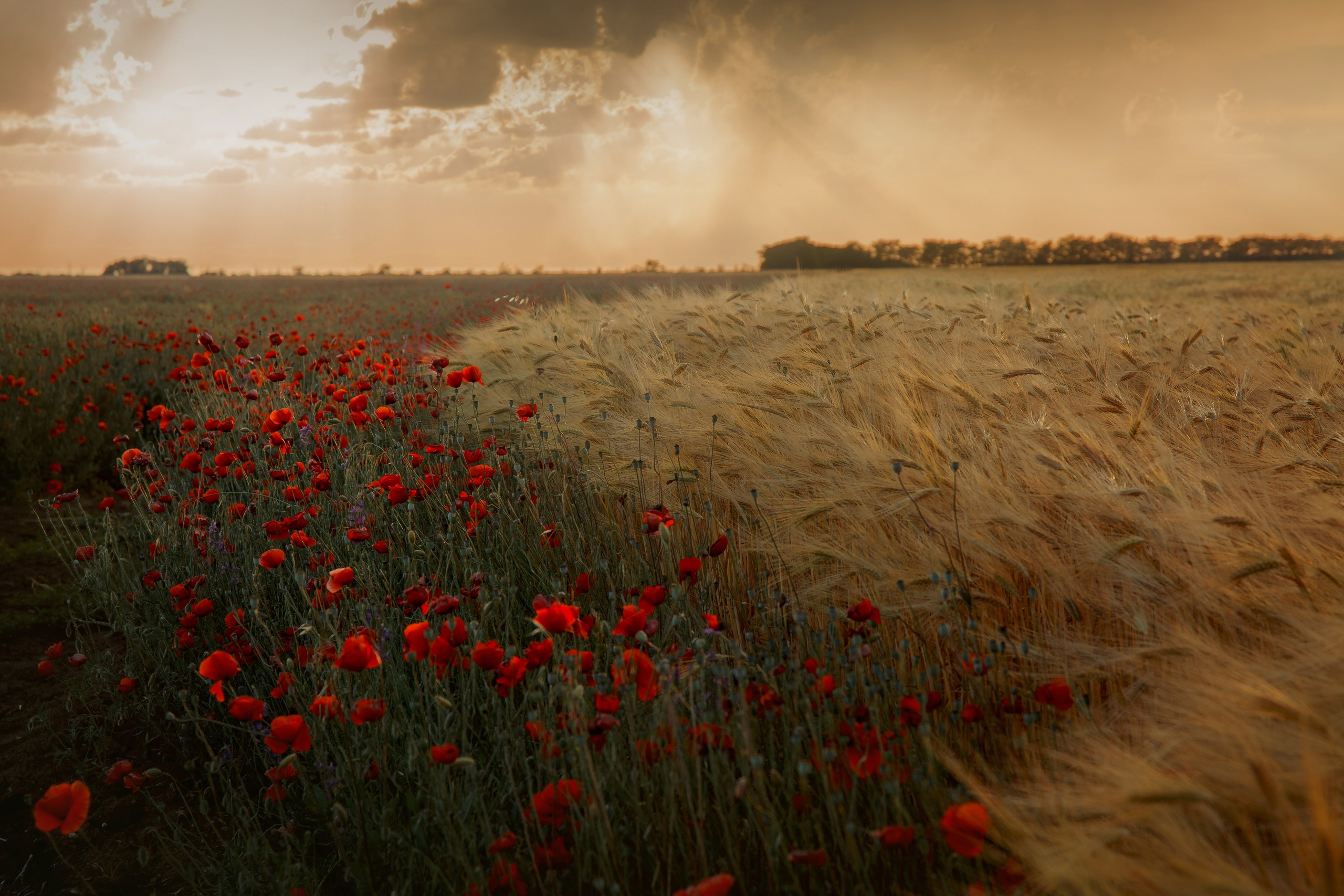 Пейзаж. Детская Конная фотография в Москве Юлия Шепелева