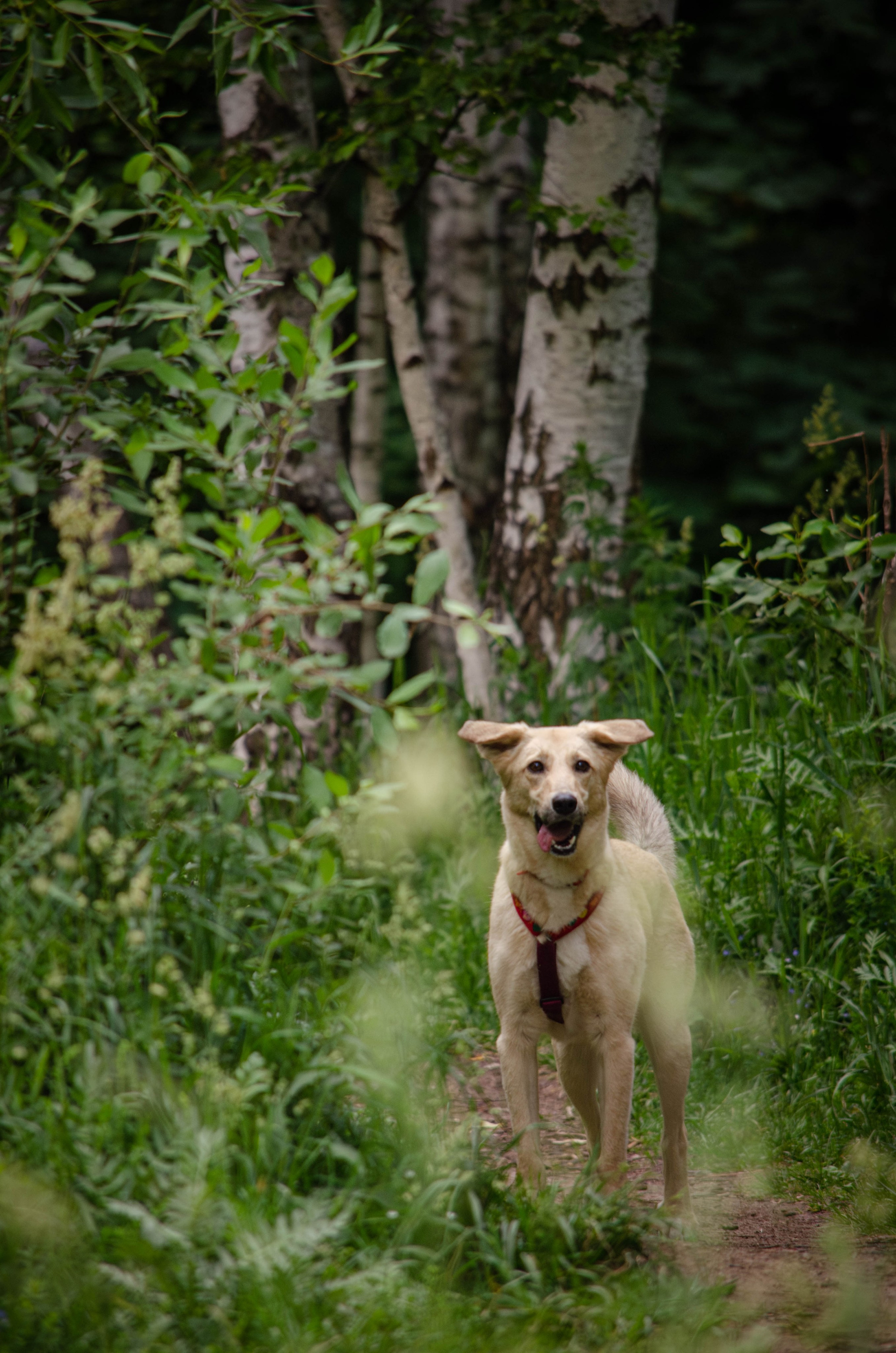Мира и Барон. Фотограф Светлана Блинова, Москва и Московская область