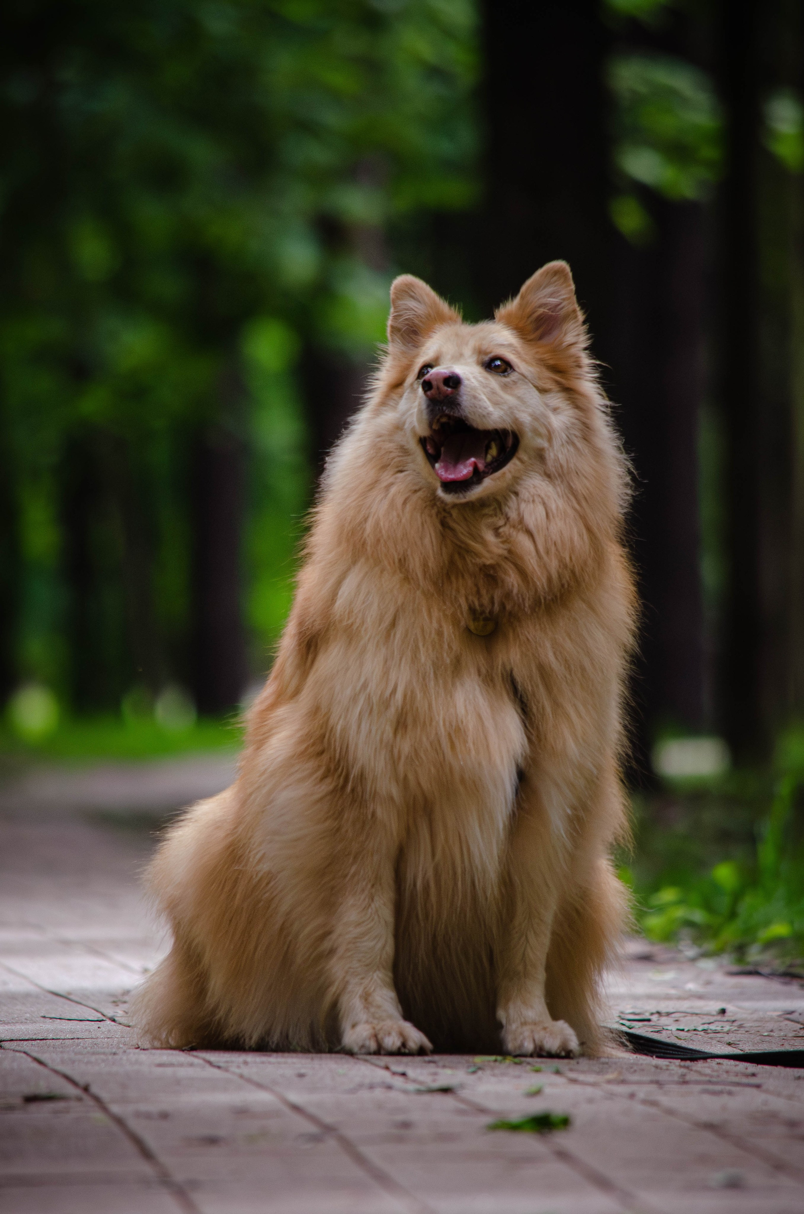 Мира и Чиж. Фотограф Светлана Блинова, Москва и Московская область