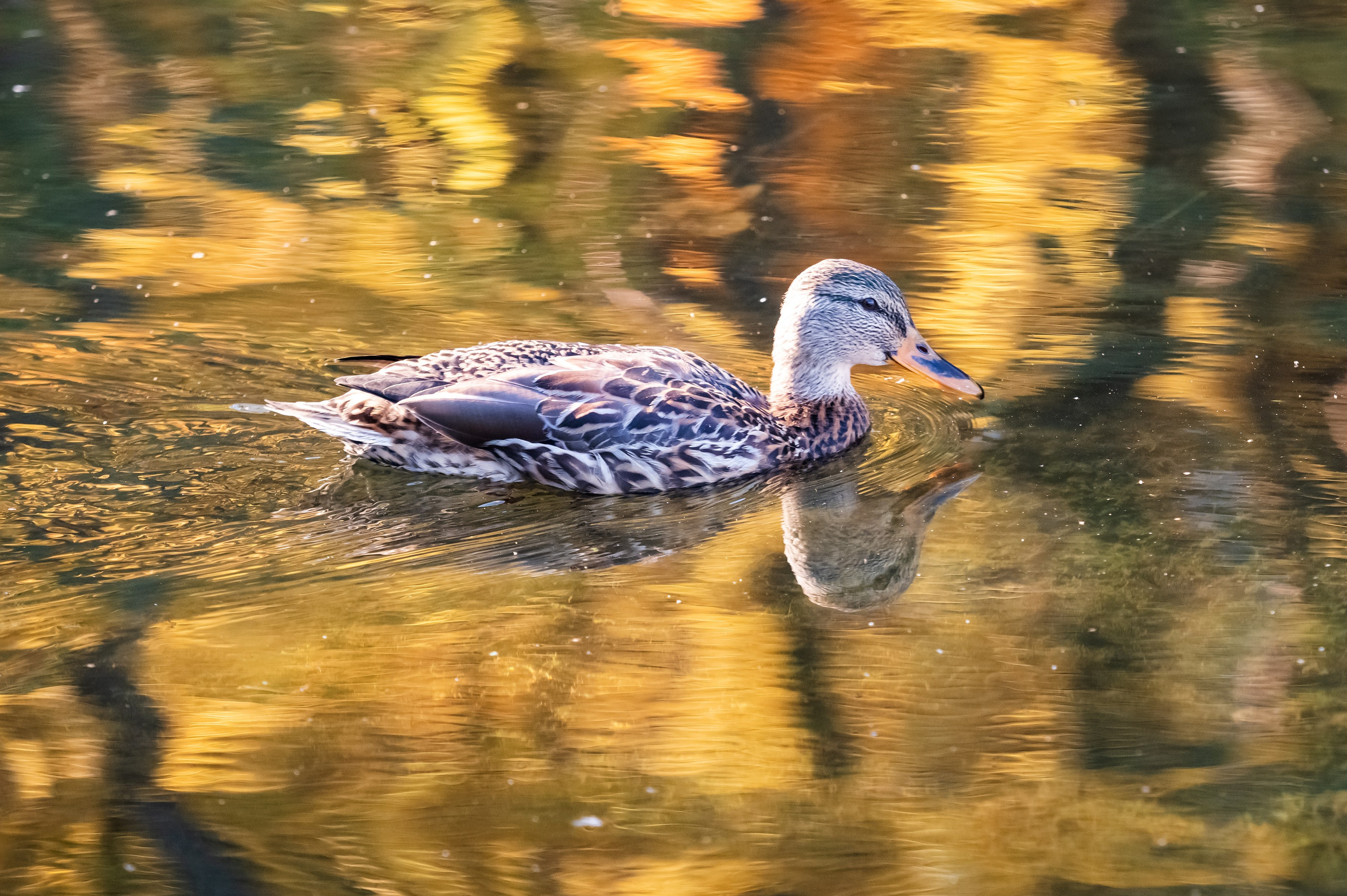 Красота Заречного. Репортажный, семейный и детский фотограф в Пензе и Заречном Арина Ермилова. Картины барельеф на заказ