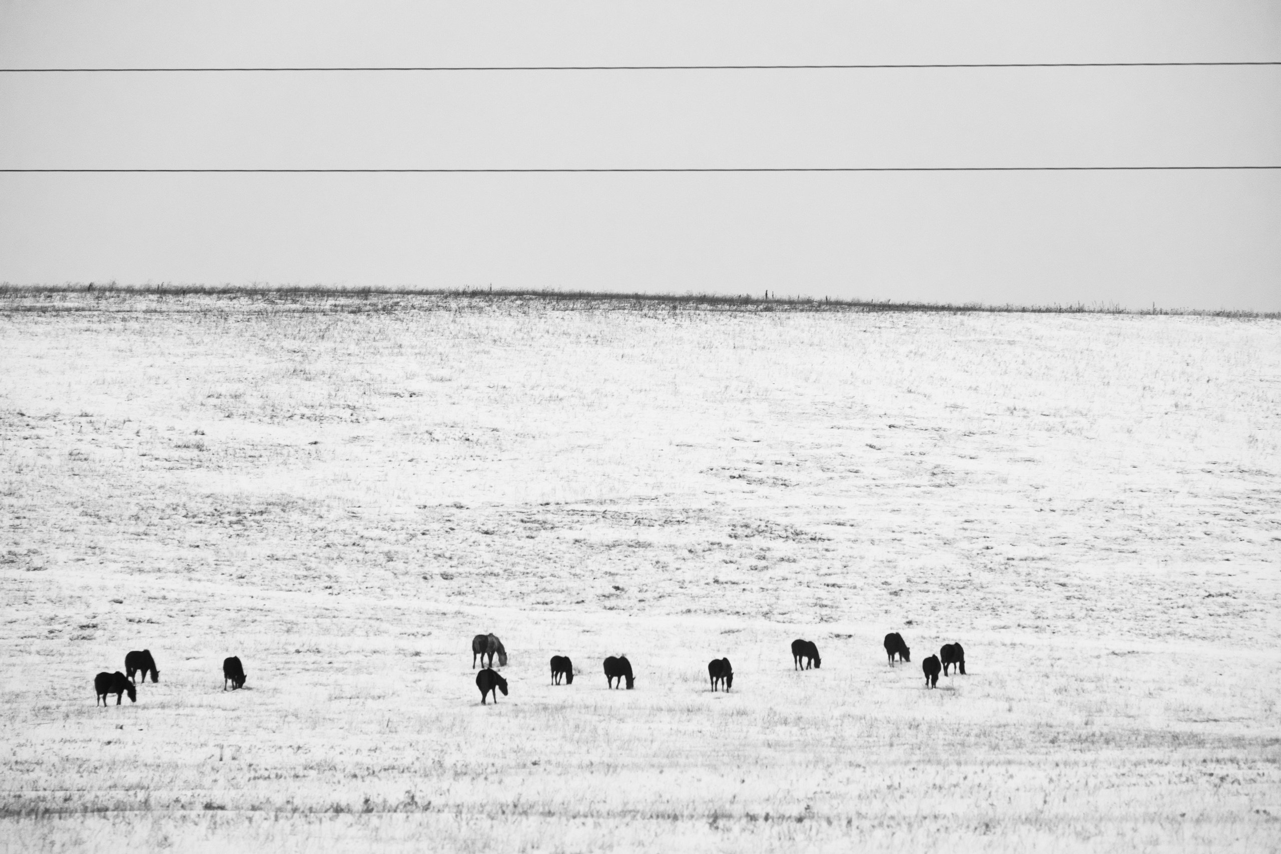 Silence. Irina Borodina