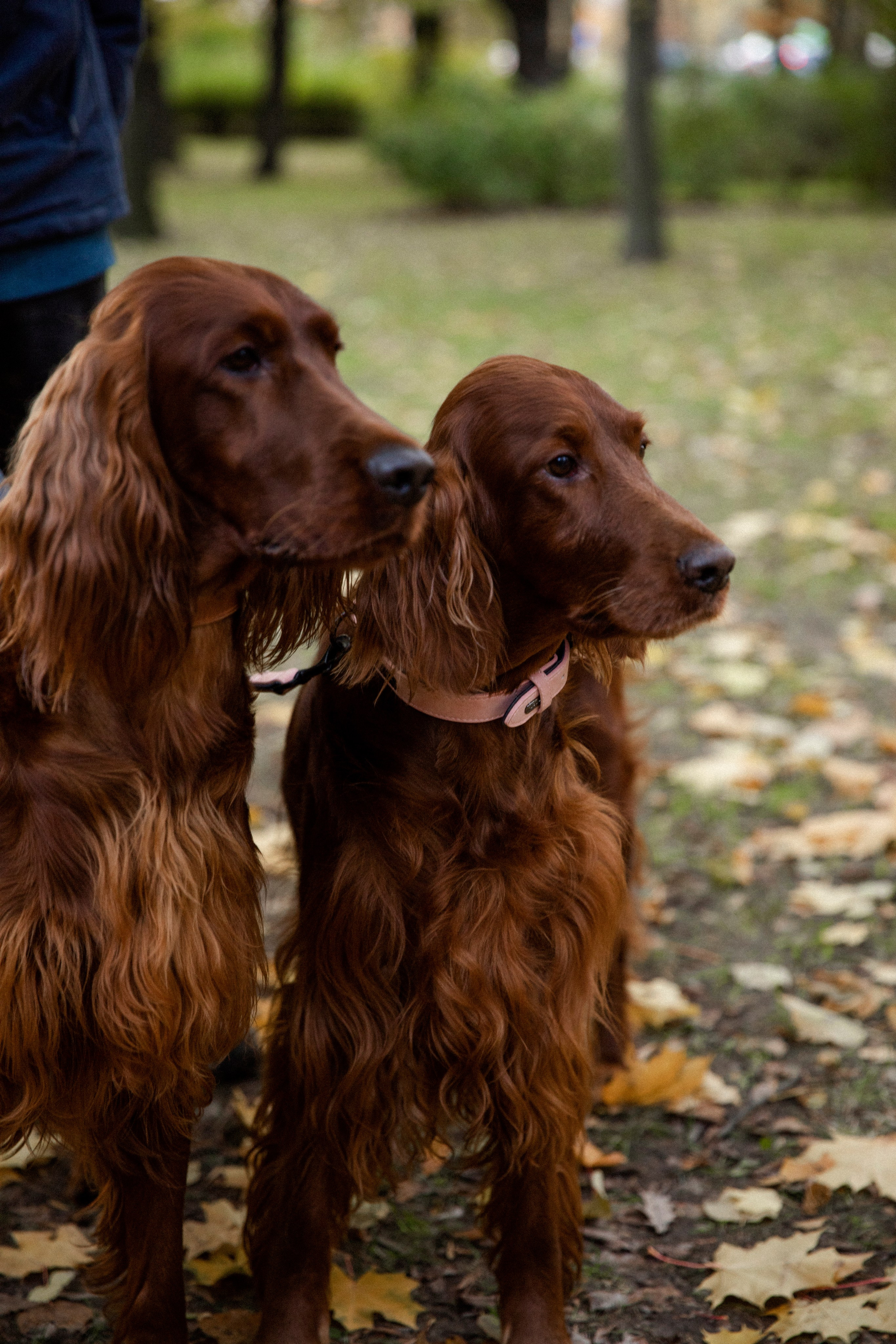 Валерия и Артур. Свадебный и портретный фотограф