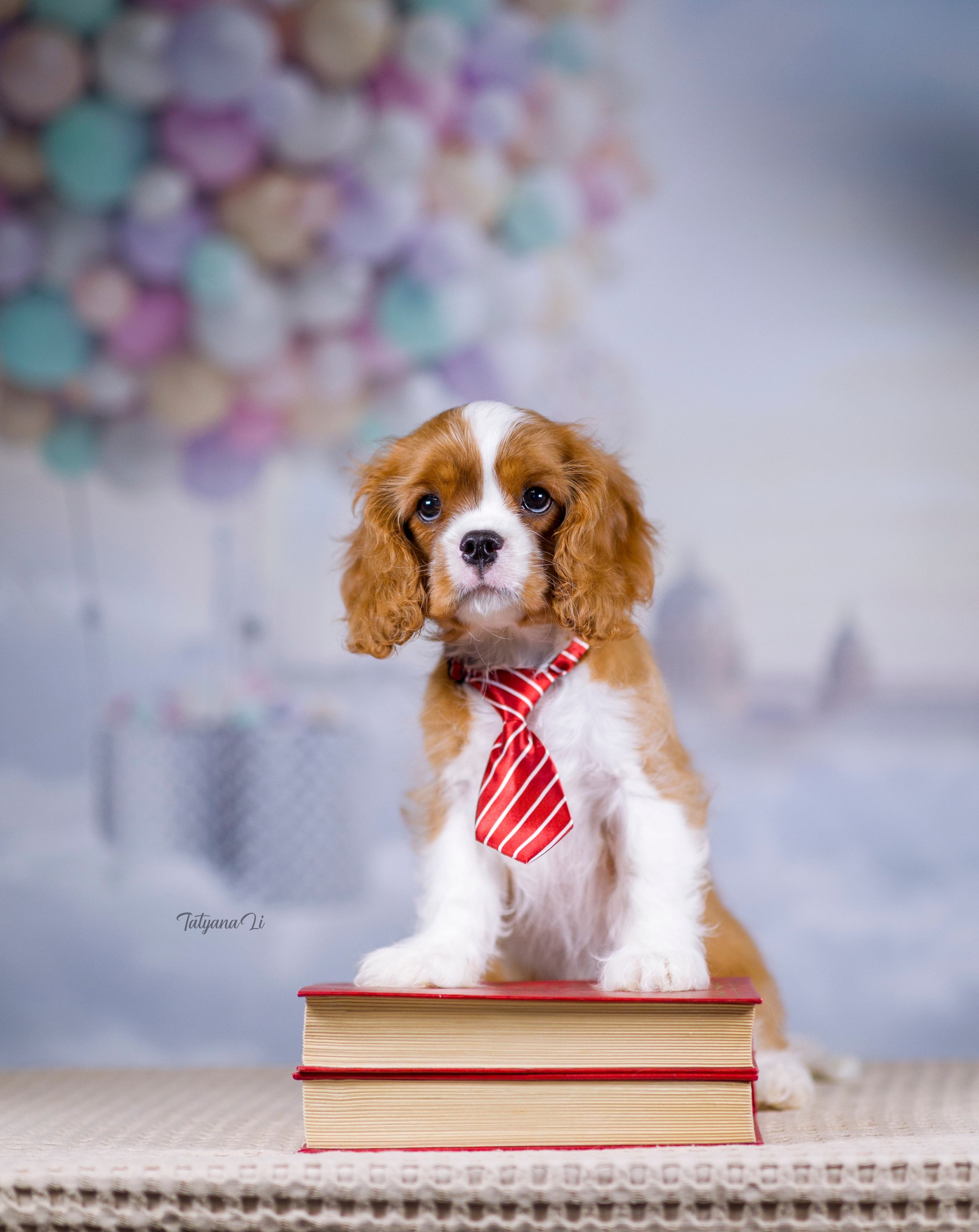 Кавалер-Кинг-Чарльз-Спаниель. Фотограф — анималист Татьяна Ли