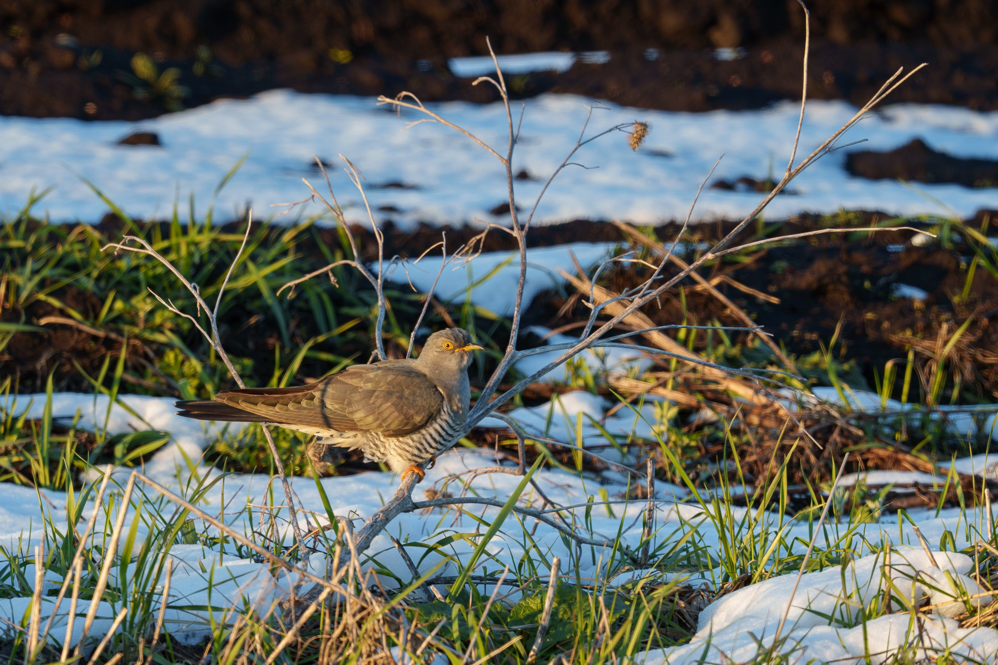 Удивительные мир птиц. Вокруг нас столько прекрасного — присмотритесь!. Ваш личный фотограф Марина Волкова