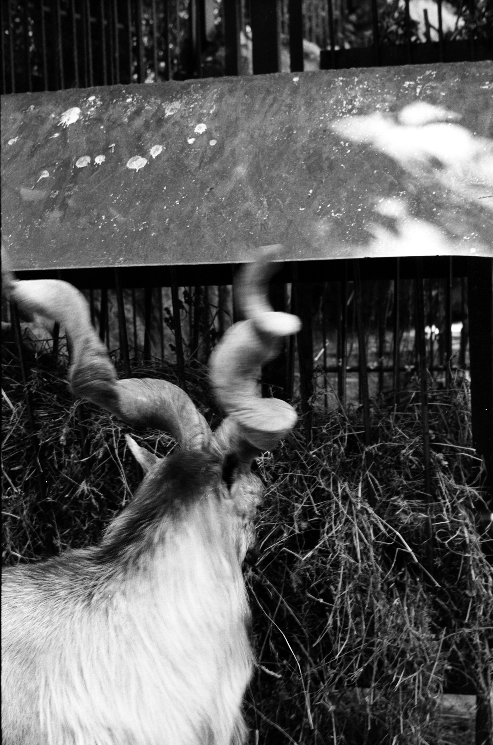 Альбом пленочных ЧБ-фото. Репортажный и семейный фотограф — Шелихов Сергей