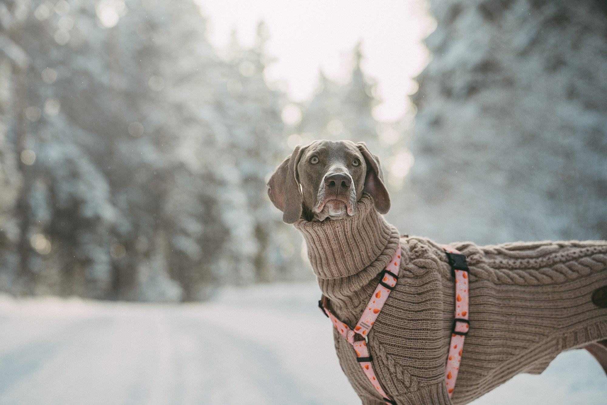Лена и Фанни. Фотограф анималист в Москве и Санкт-Петербурге Свиридова Анна