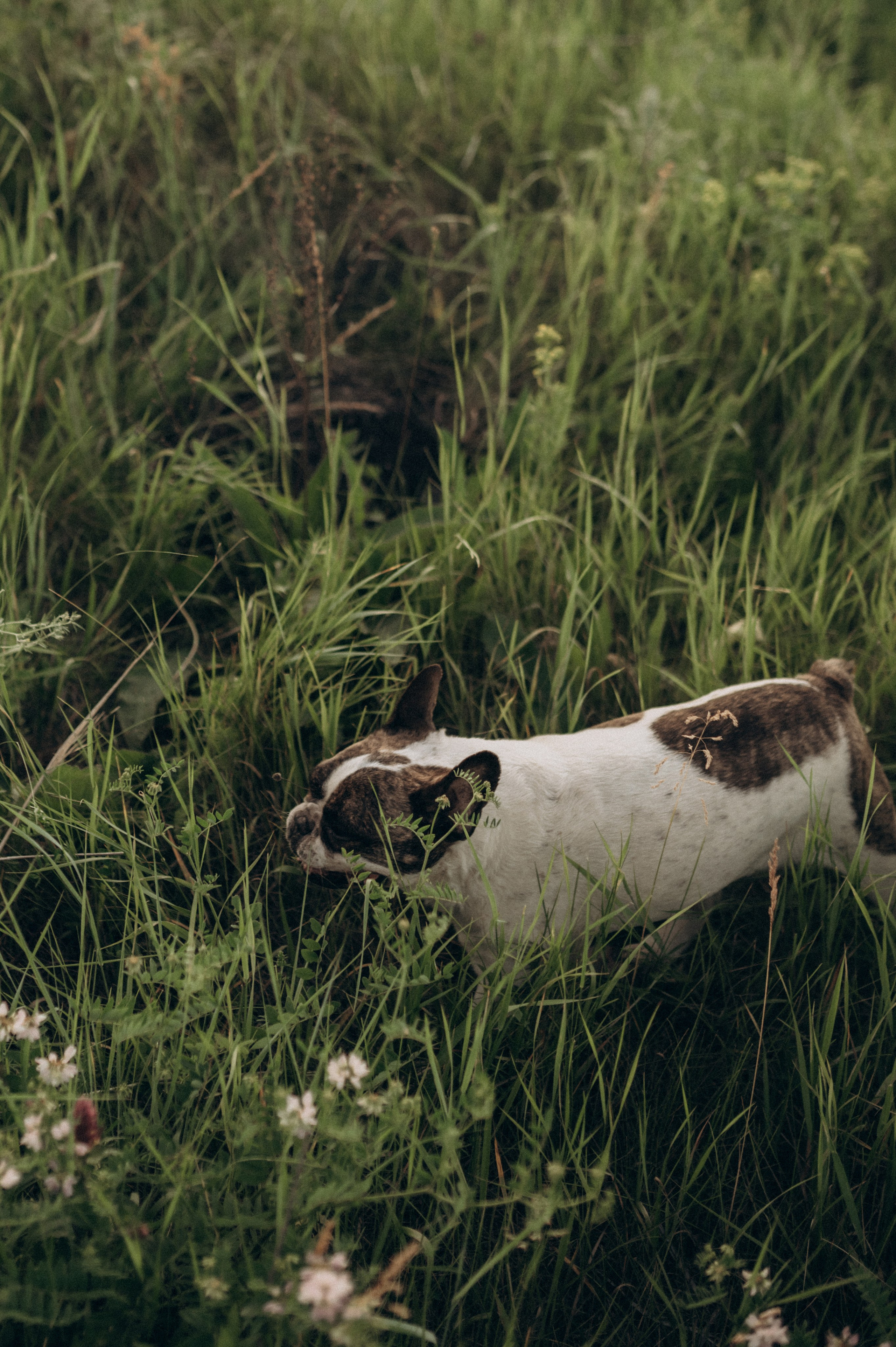 Летний вечер с самыми любимыми. Фотограф Мария Стрелкова
