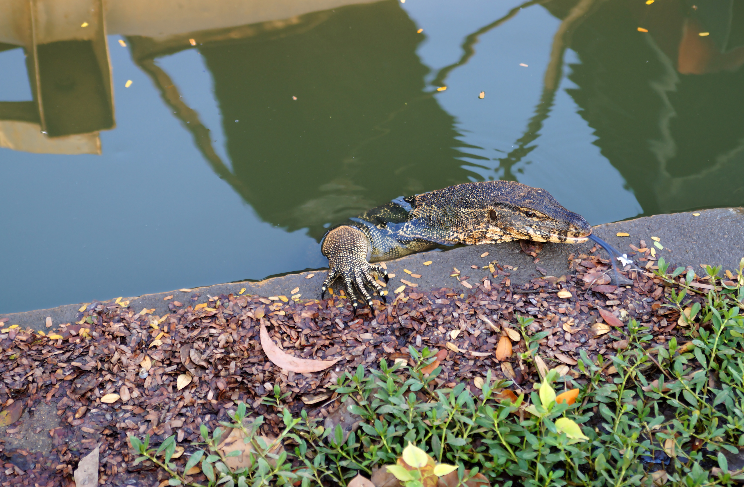 Манящий Тайланд. Креатор Ольга Яш
