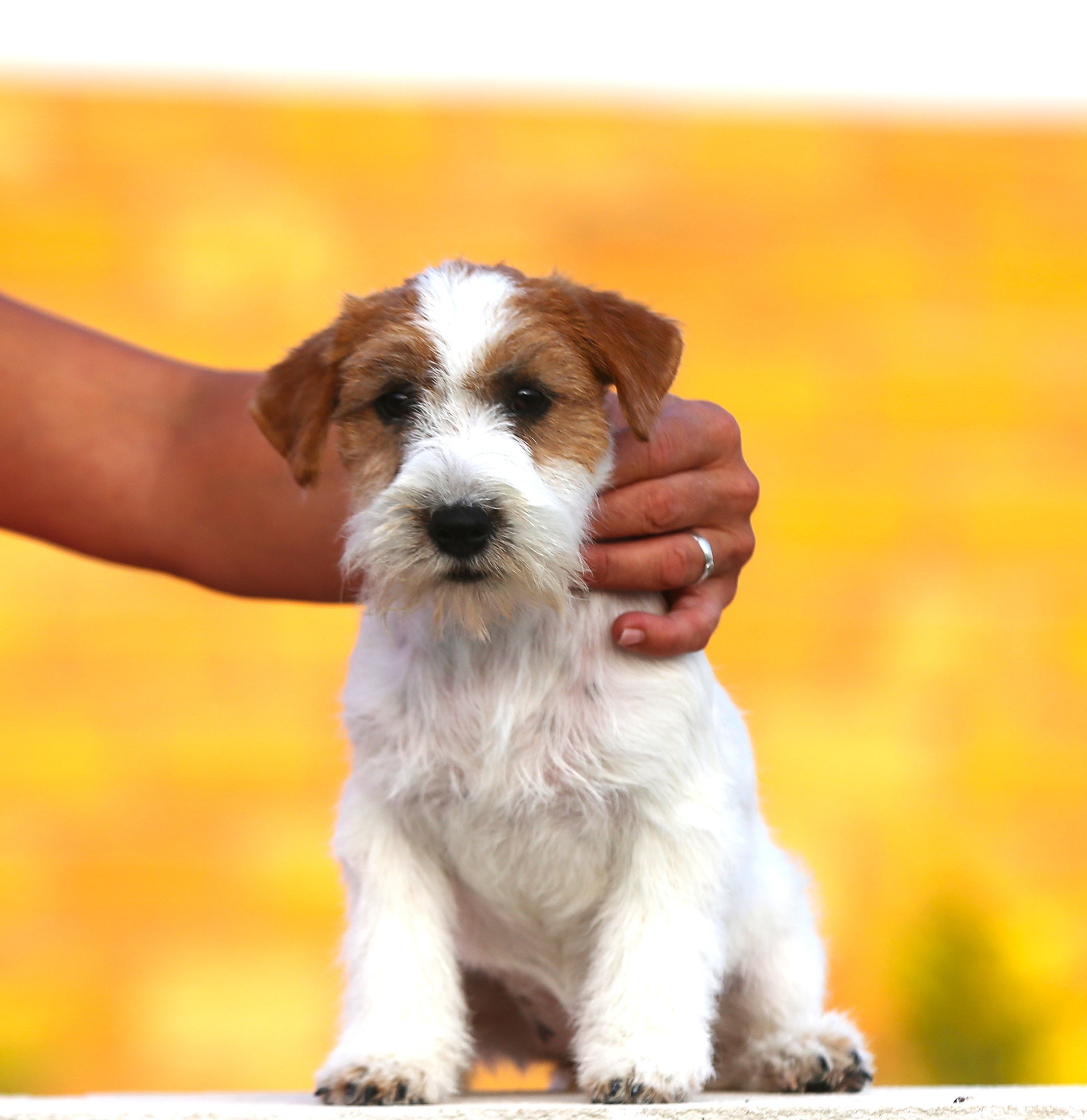 LOVELY ORANGE PICABU. Lovely-Orange питомник джек рассел терьеров