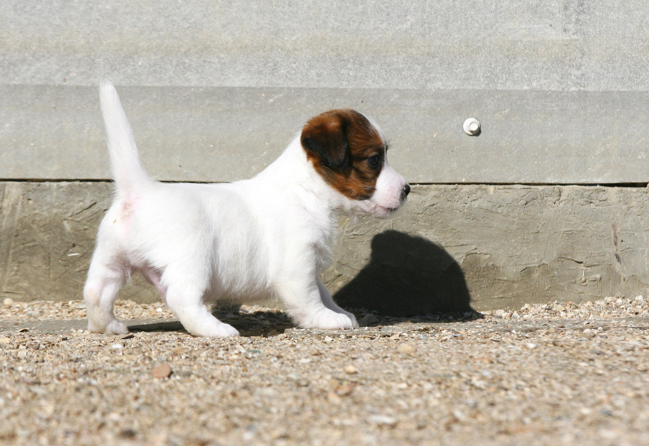 Male 3 brocken not available at this moment. Lovely-Orange питомник джек рассел терьеров