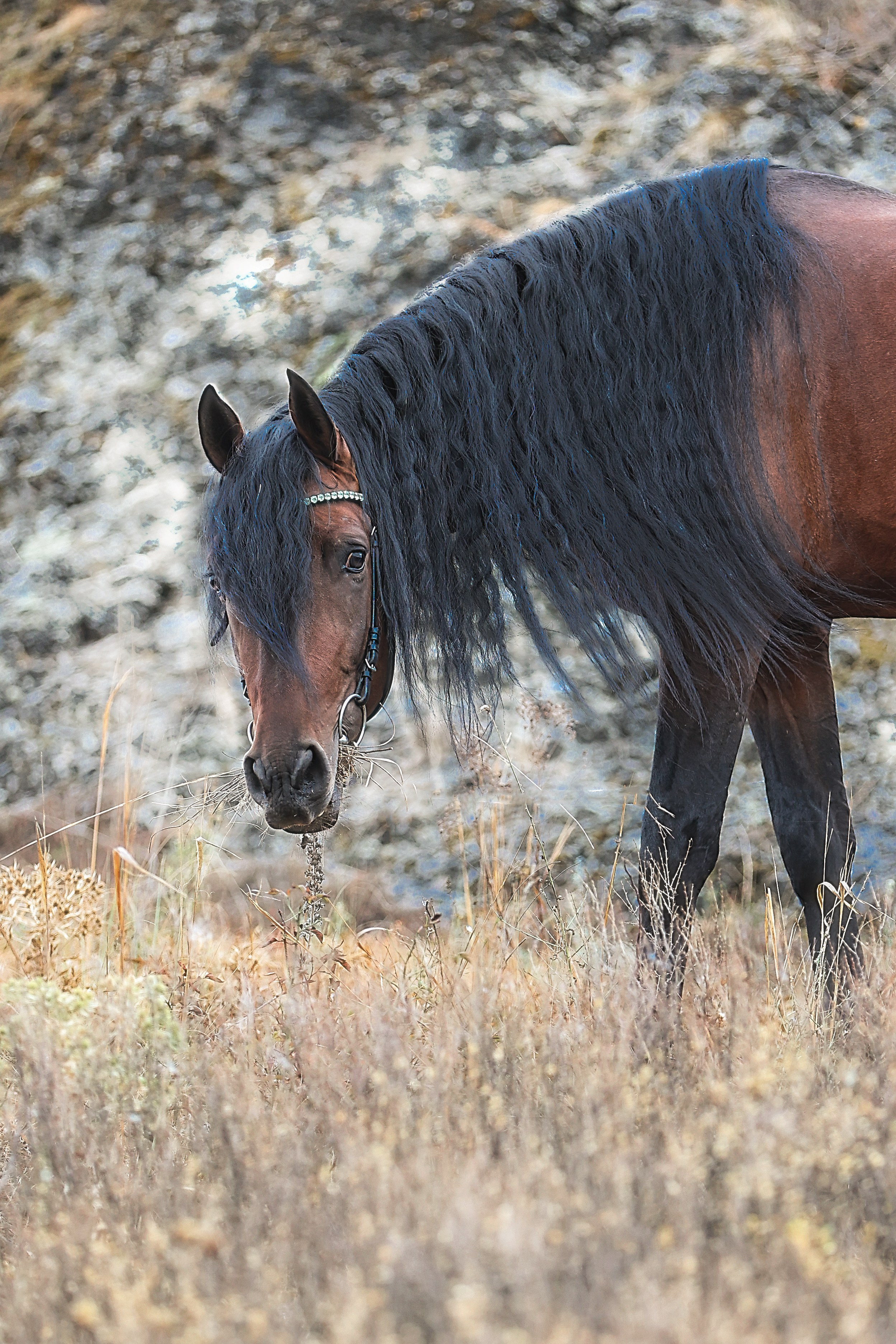 ЛОШАДИ. Фотограф-АниМалист Анна Абрамова