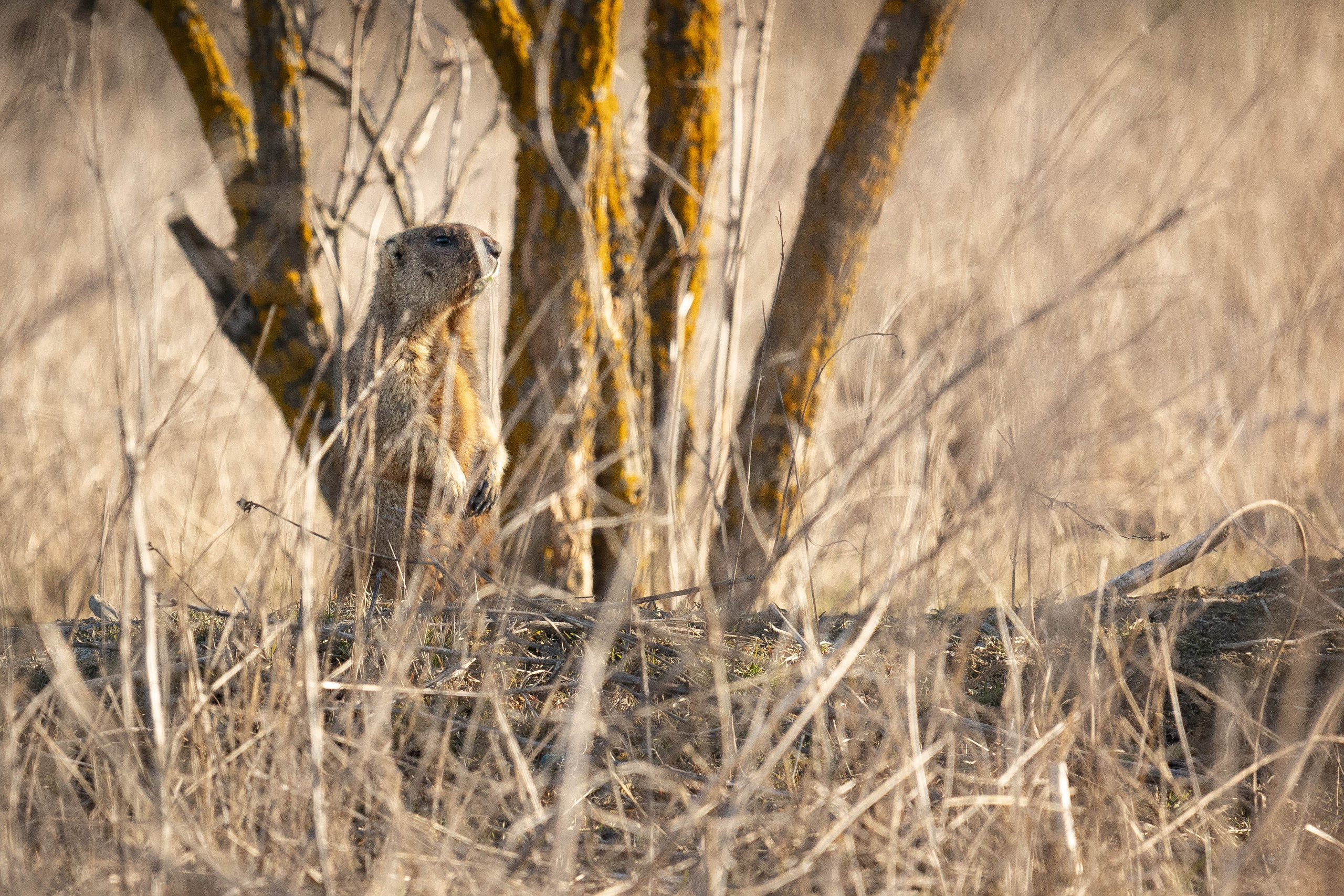 Дикий животный мир. Фотограф-АниМалист Анна Абрамова