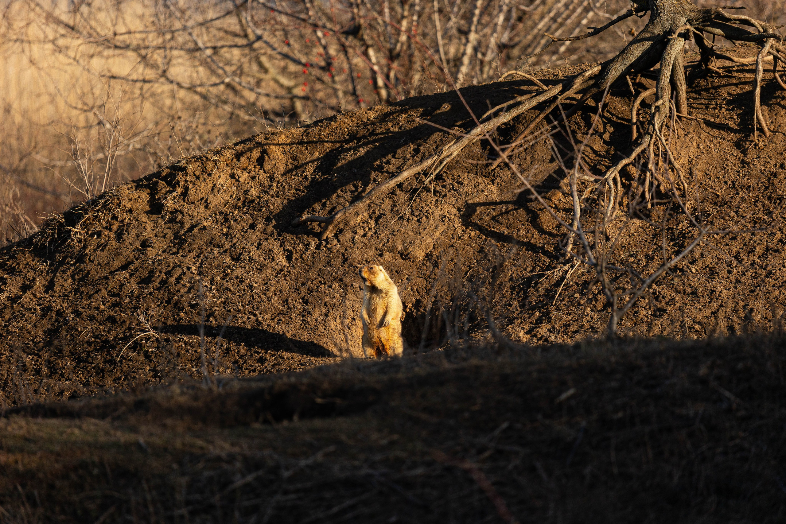 Дикий животный мир. Фотограф-АниМалист Анна Абрамова