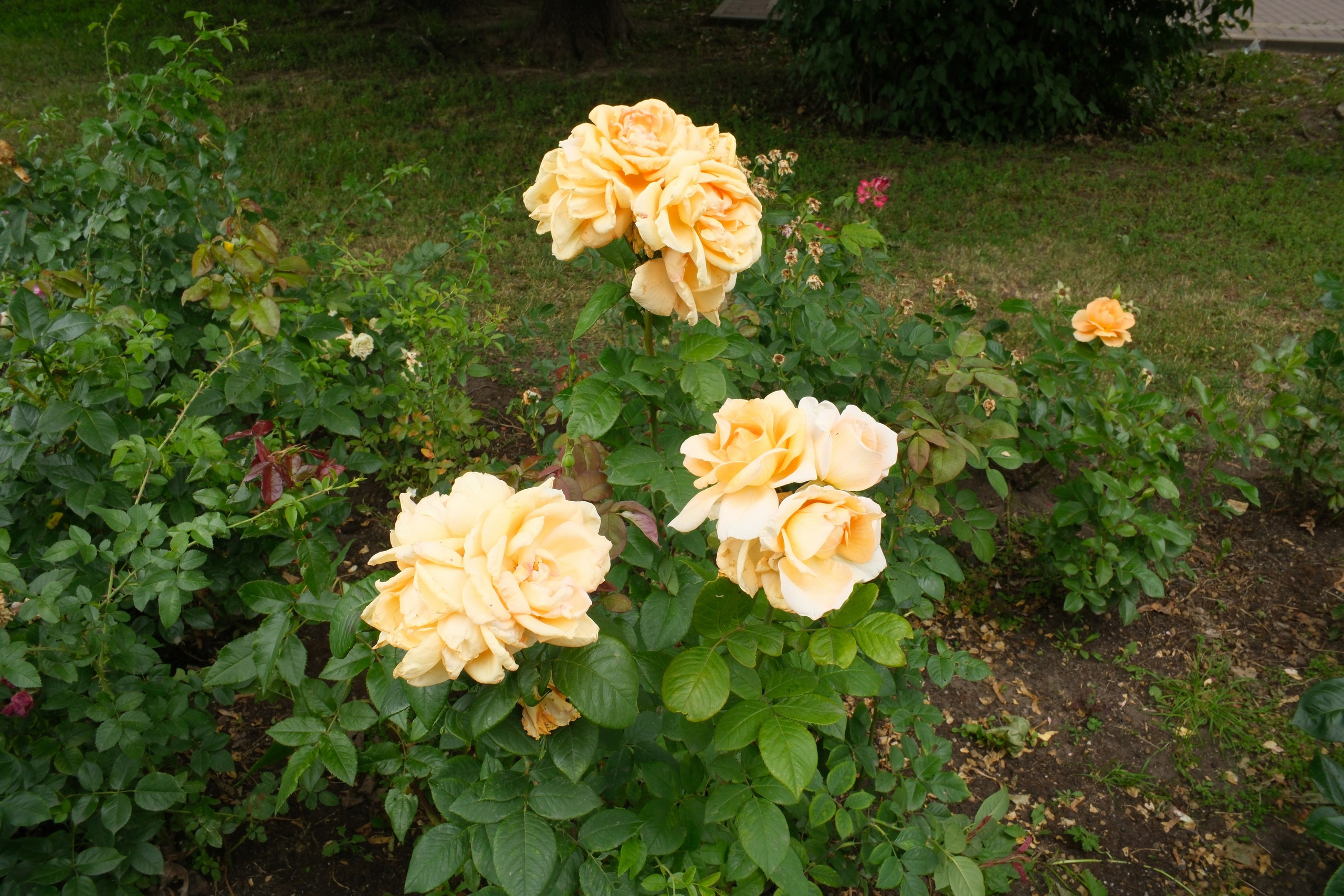 В Коломенском 07.07.2025. Улица, люди, жизнь…