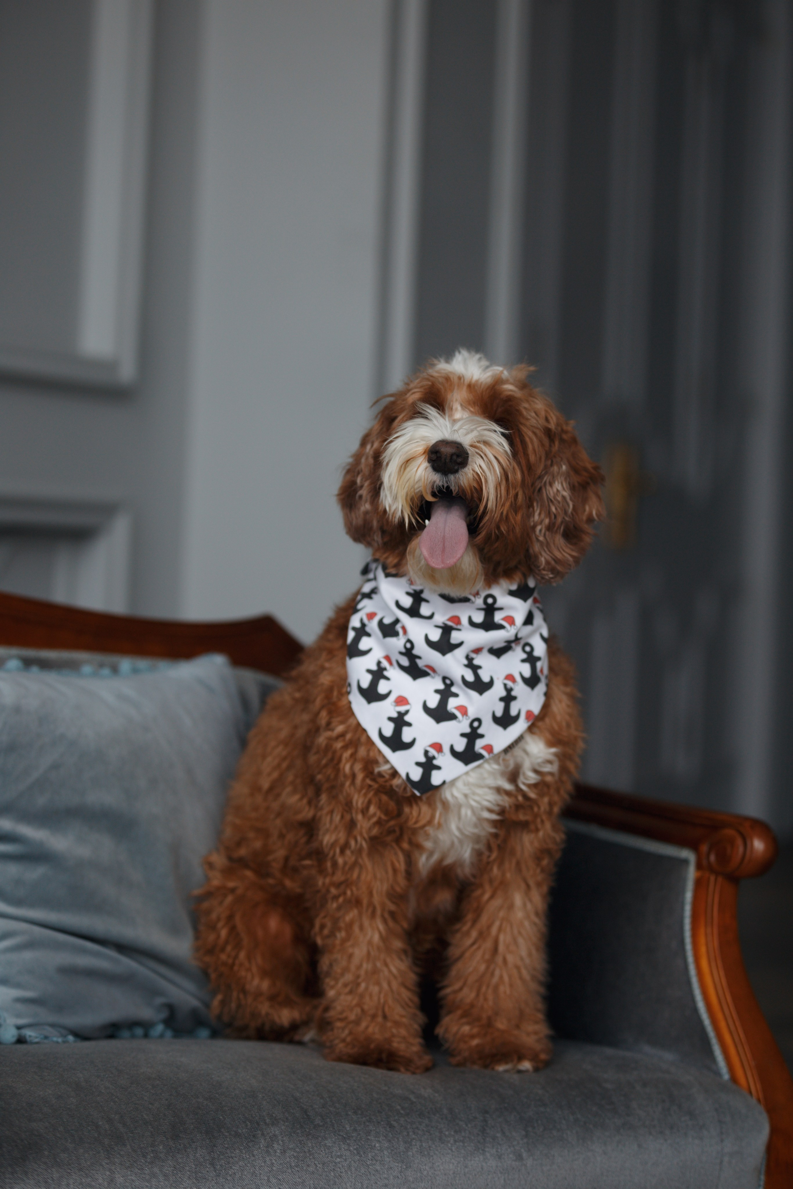 Bmbh лежанки и адресники. Фотограф анималист Кристина Карпова, Москва