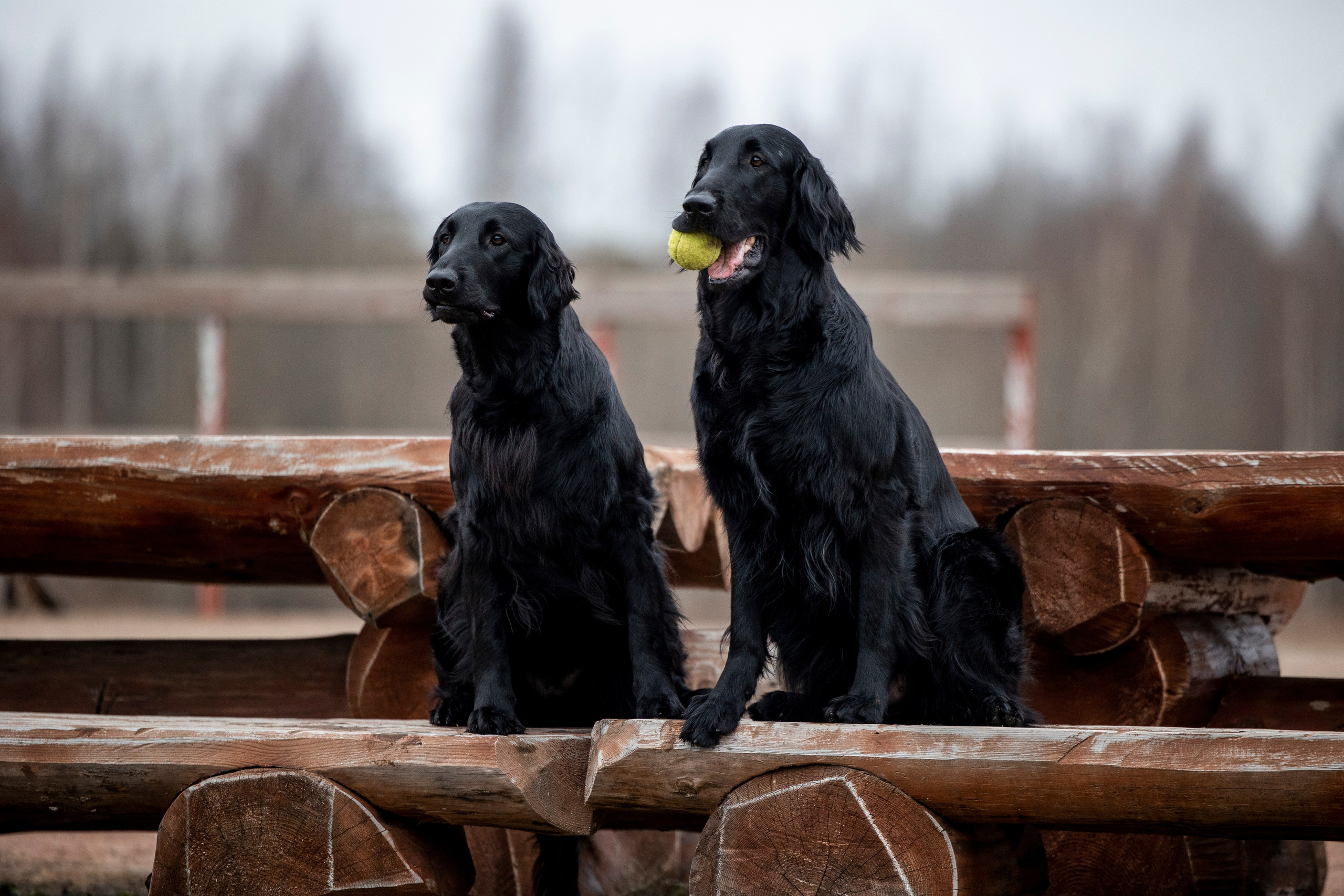 Ора, Ева, Рози и их семья. Фотограф — Анималист | Санкт-Петербург