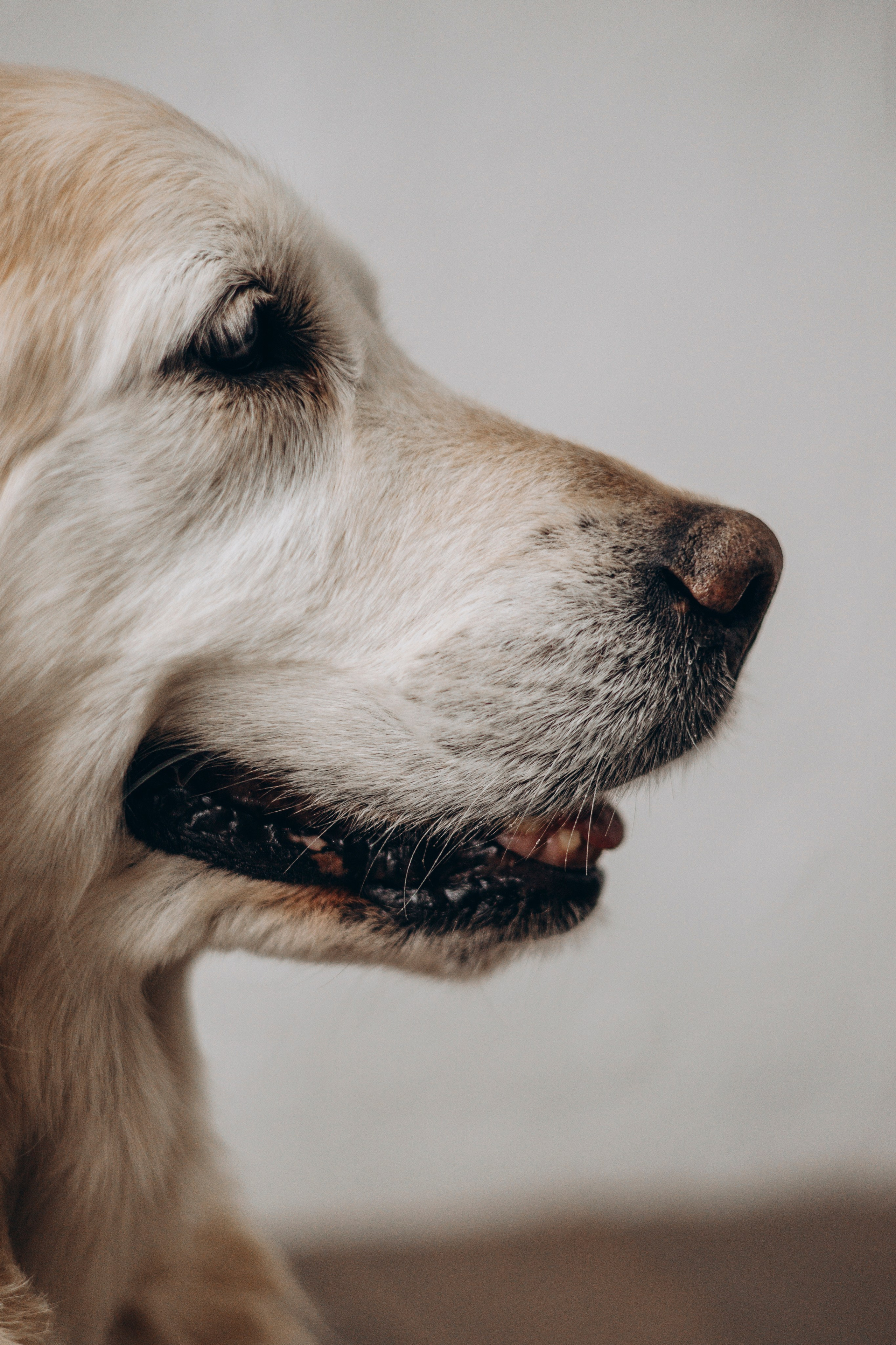 Ирина и Луна. Фотограф — Анималист | Санкт-Петербург