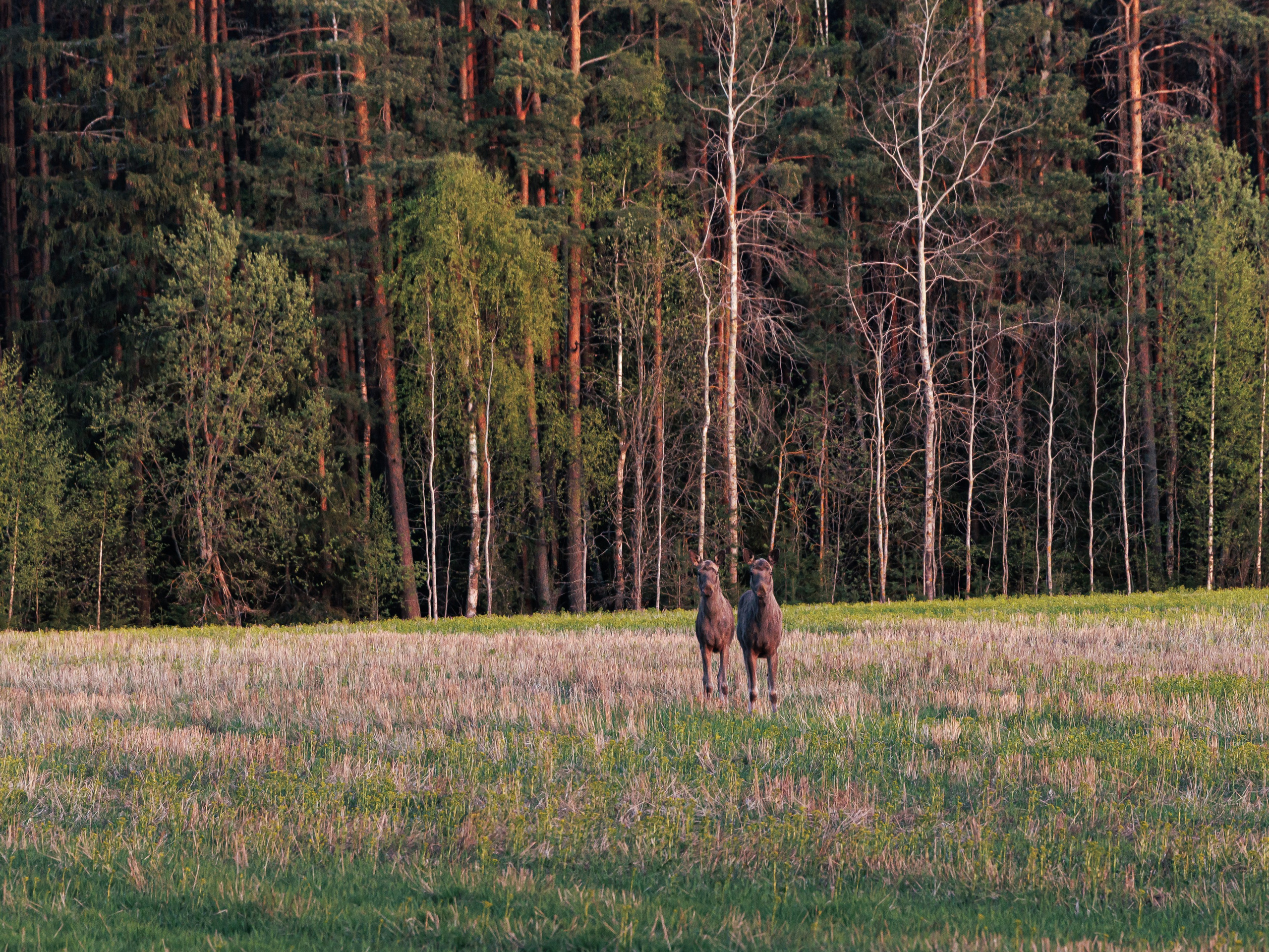 Птицы, животные. Владимир Петухов — фотограф в г. Кинешма. Оператор FPV