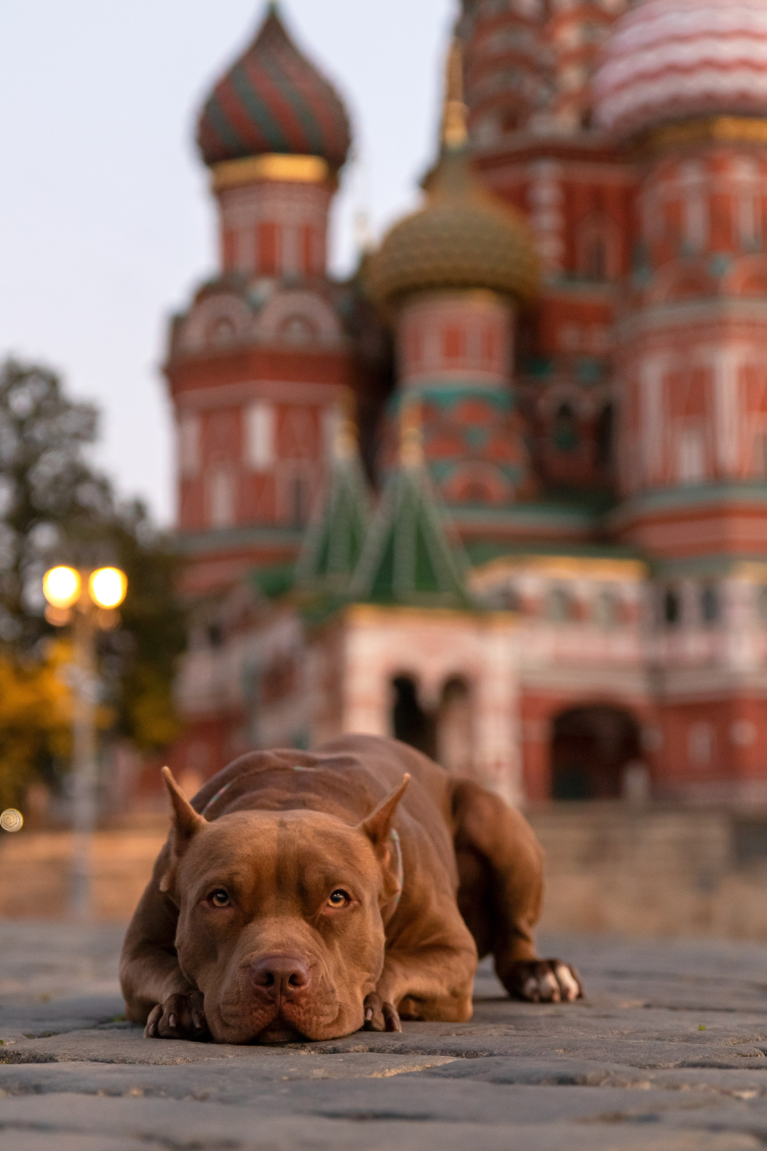 Прайтер Ума. Фотограф анималист и семейный фотограф в Москве Наталья Носова