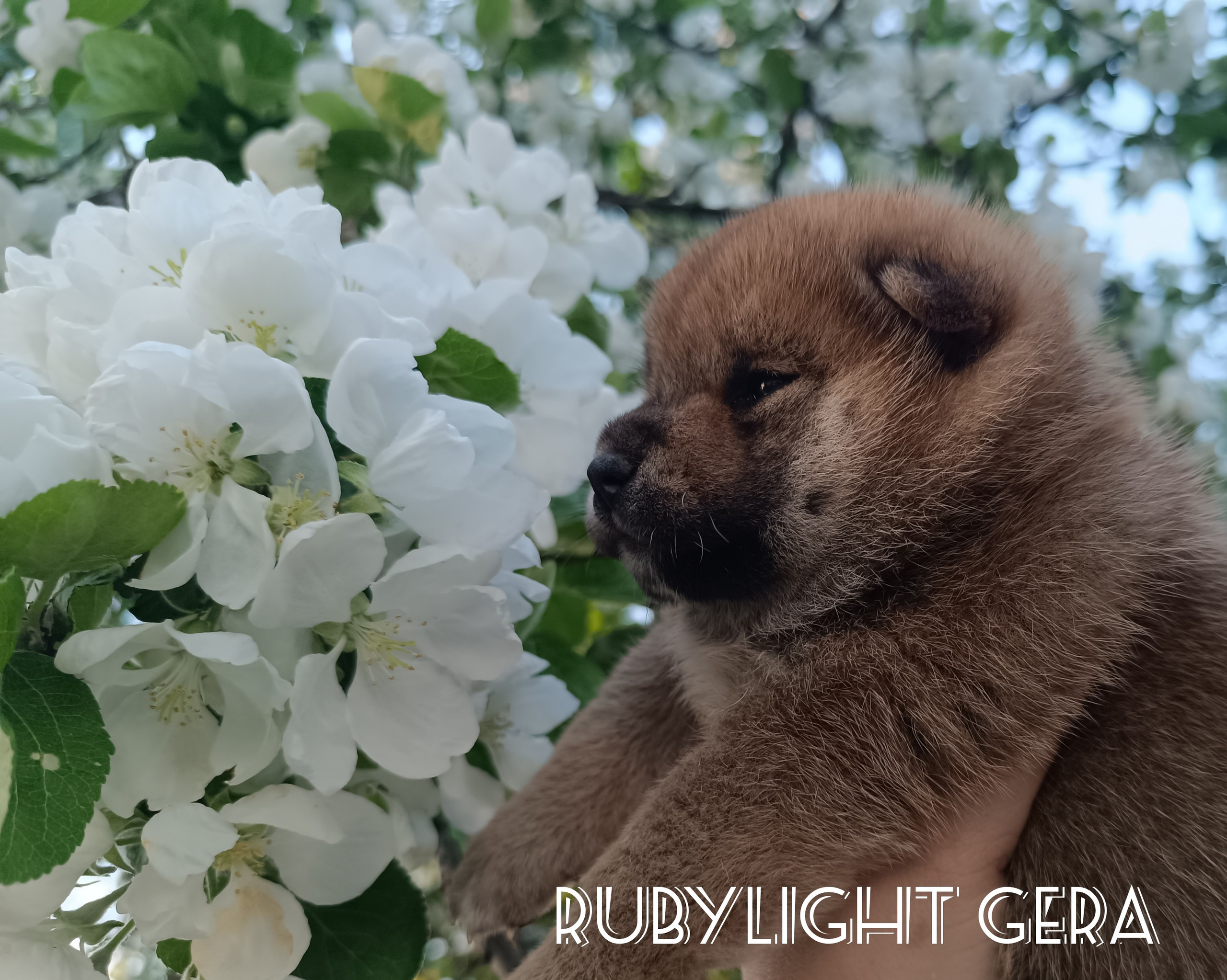 сиба питомник Рубилайт щенки на продажу rubylight  сиба щенки купить СПб Санкт-Петербург