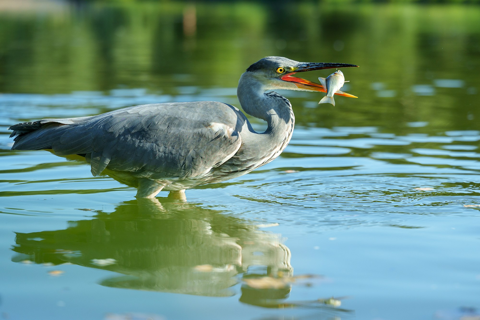 Удивительные мир птиц. Вокруг нас столько прекрасного — присмотритесь!. Ваш личный фотограф Марина Волкова