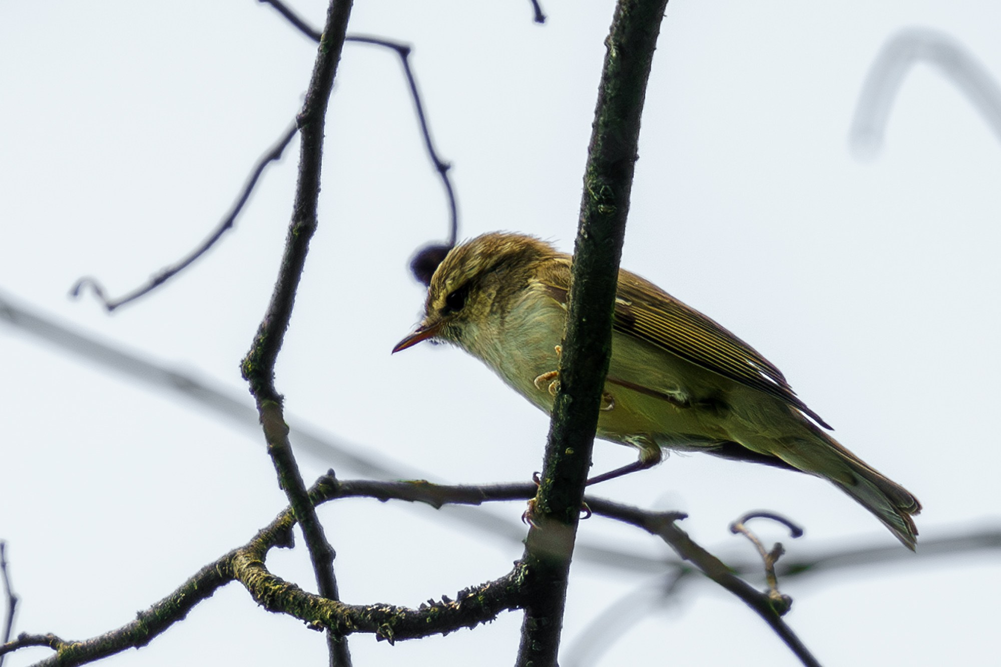 Удивительные мир птиц. Вокруг нас столько прекрасного — присмотритесь!. Ваш личный фотограф Марина Волкова