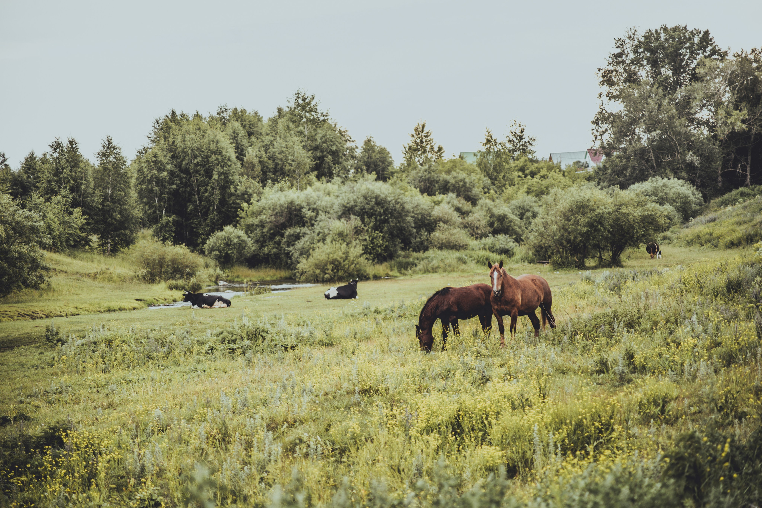 Warm Light of a Quiet Life. Whoii art