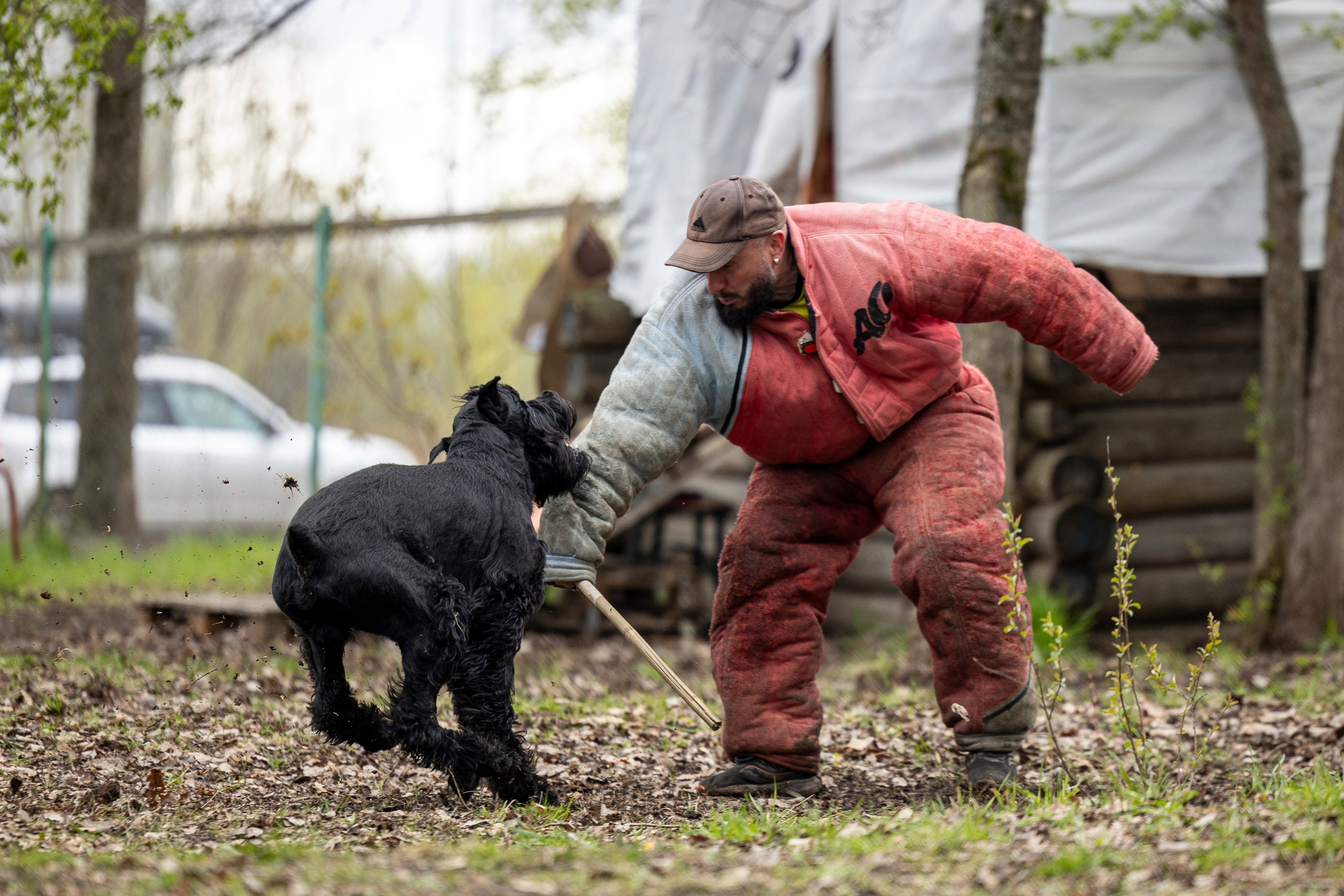 Квалификационные состязания по мондьорингу г. Вологда 11.05.24. Фотограф-анималист Анна Маринич