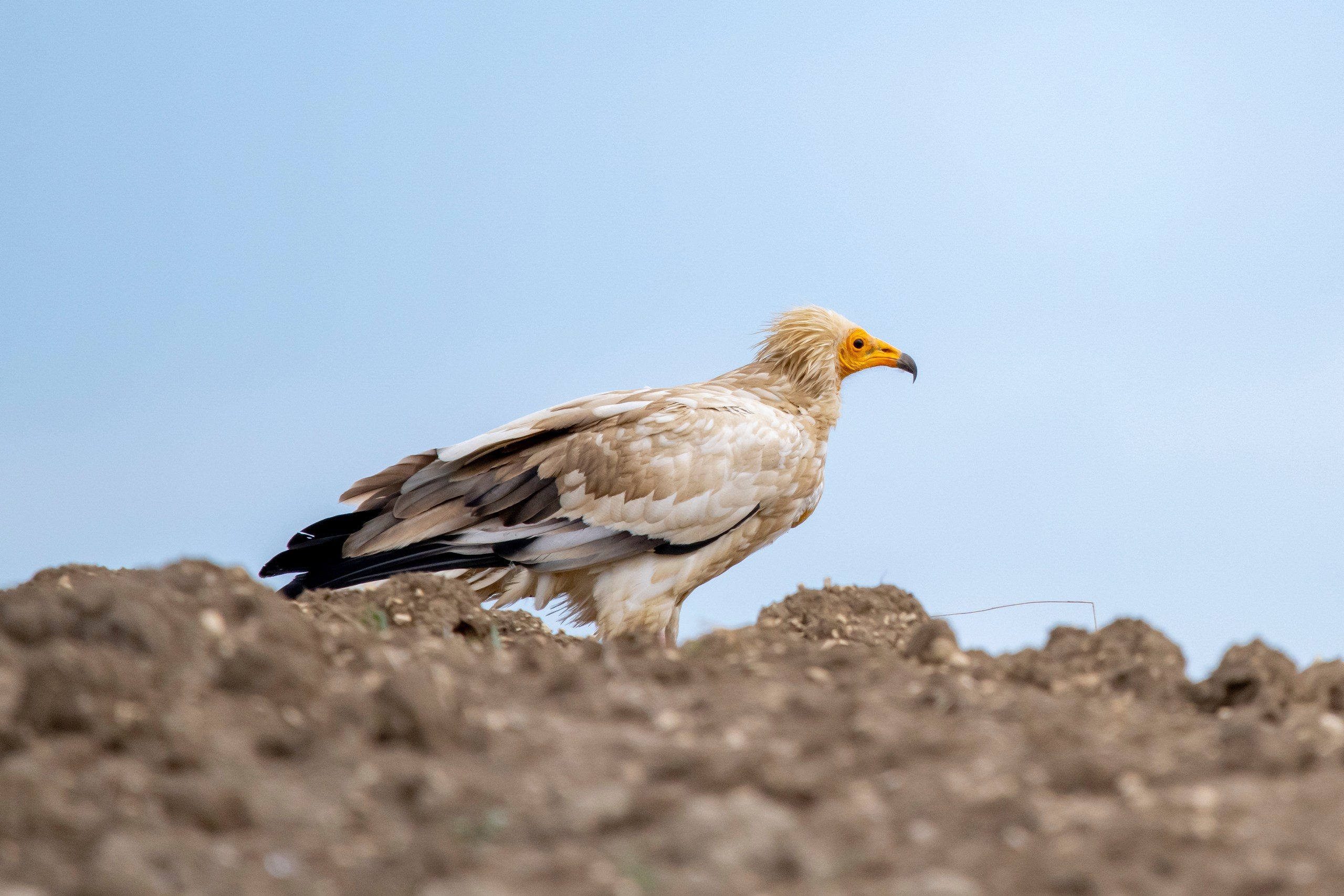 Природа Дагестана, сентябрь 2024. Foto-Zuev фотография как искусство