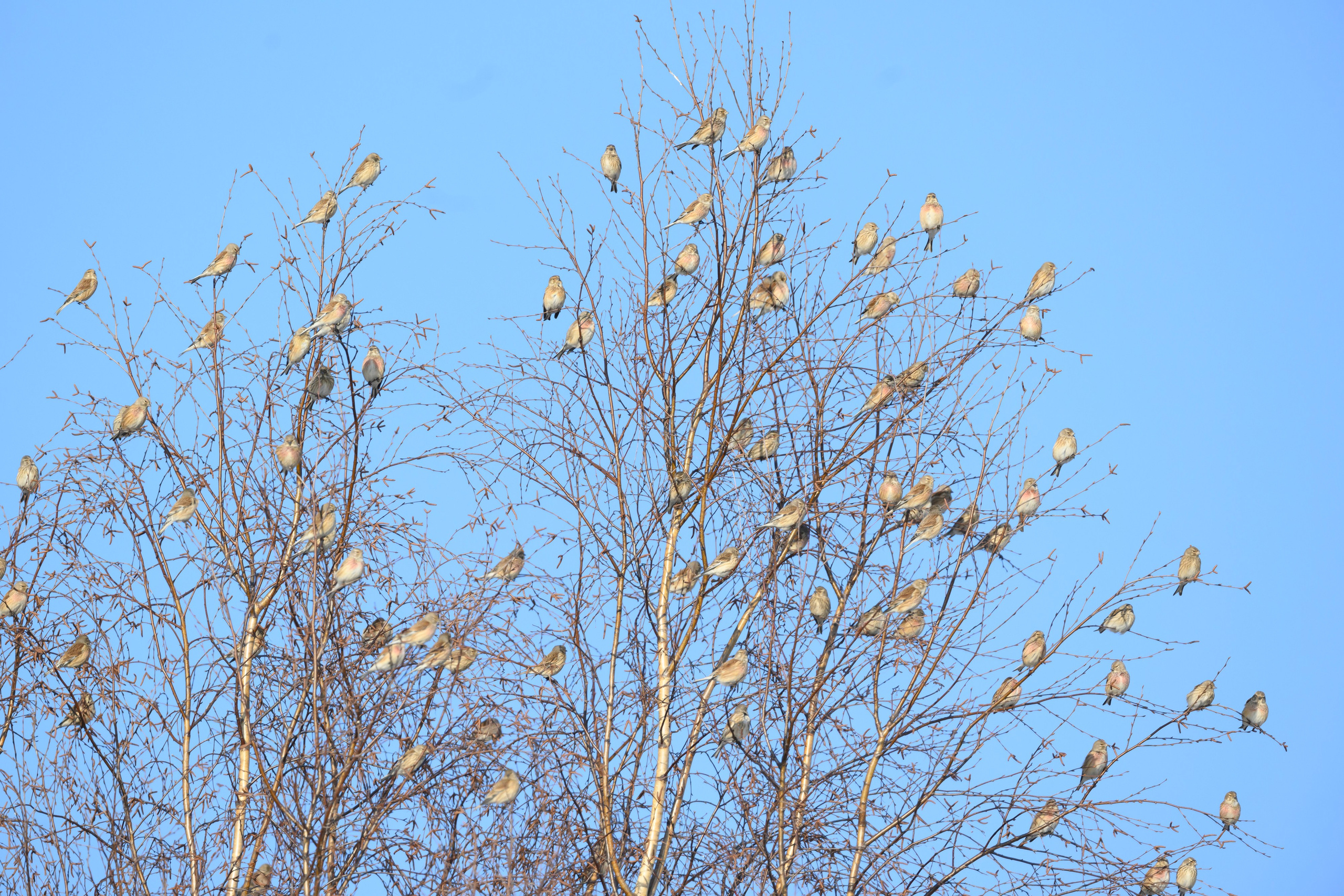 Весна пришла! Пуночки. Фотограф Сергей Пупонин