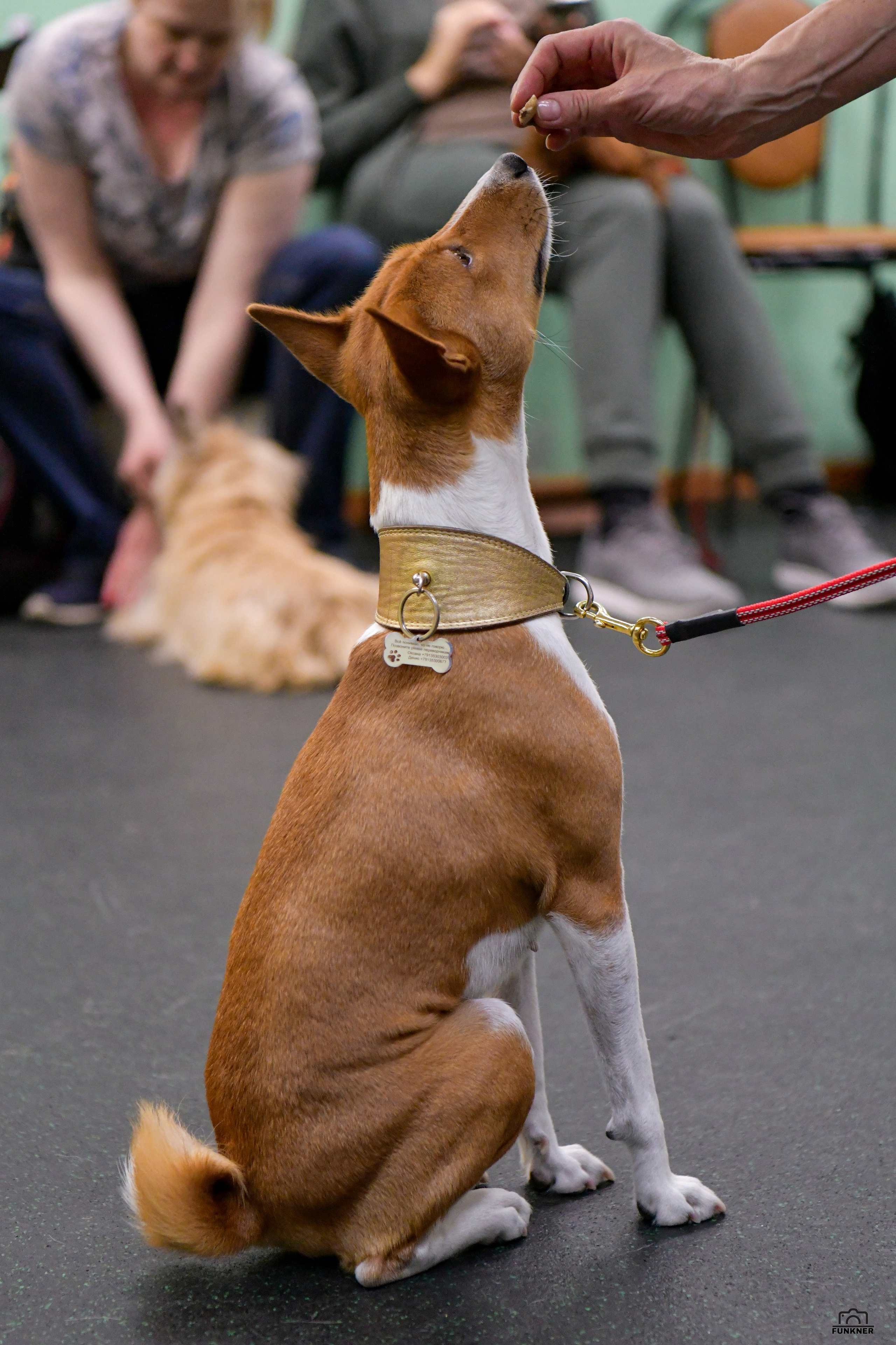 Кинологический клуб «Бодрый хвост». Свой взгляд через объектив
