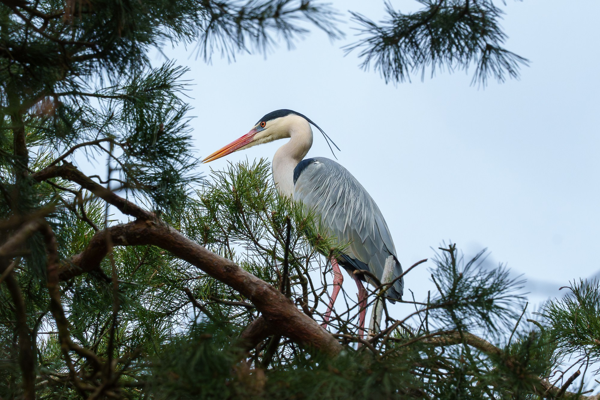 Удивительные мир птиц. Вокруг нас столько прекрасного — присмотритесь!. Ваш личный фотограф Марина Волкова