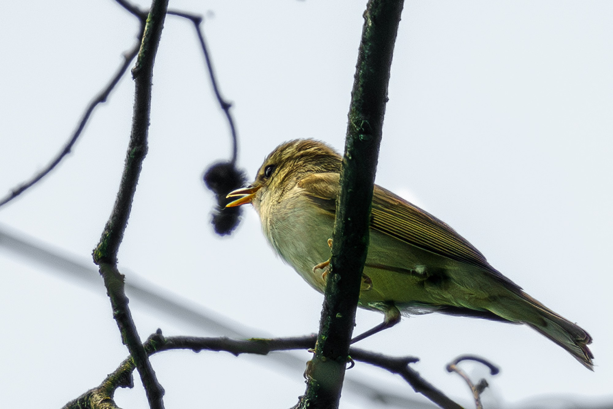 Удивительные мир птиц. Вокруг нас столько прекрасного — присмотритесь!. Ваш личный фотограф Марина Волкова