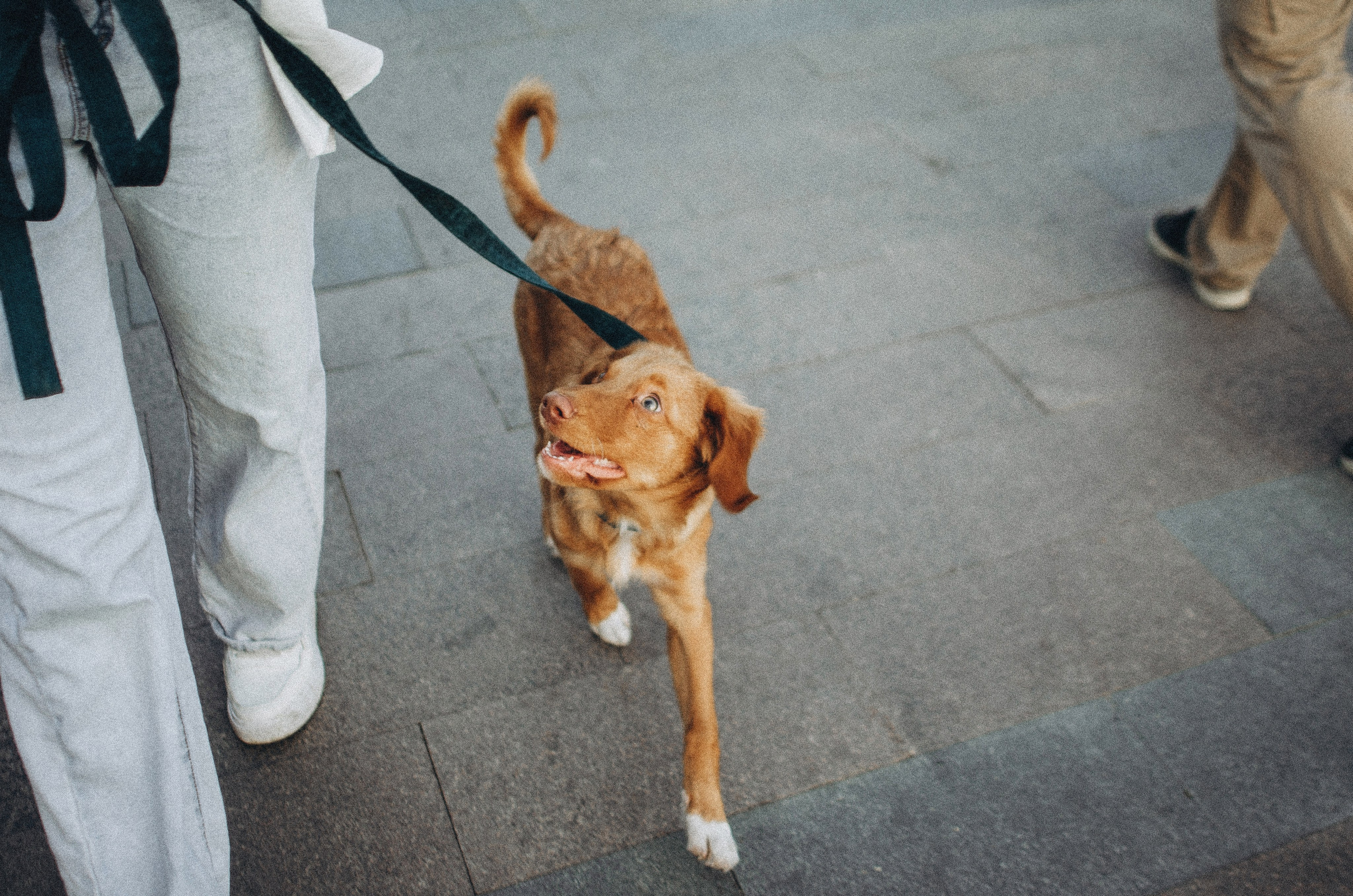 Вика и Хардин. Фотограф-анималист Богданова Полина