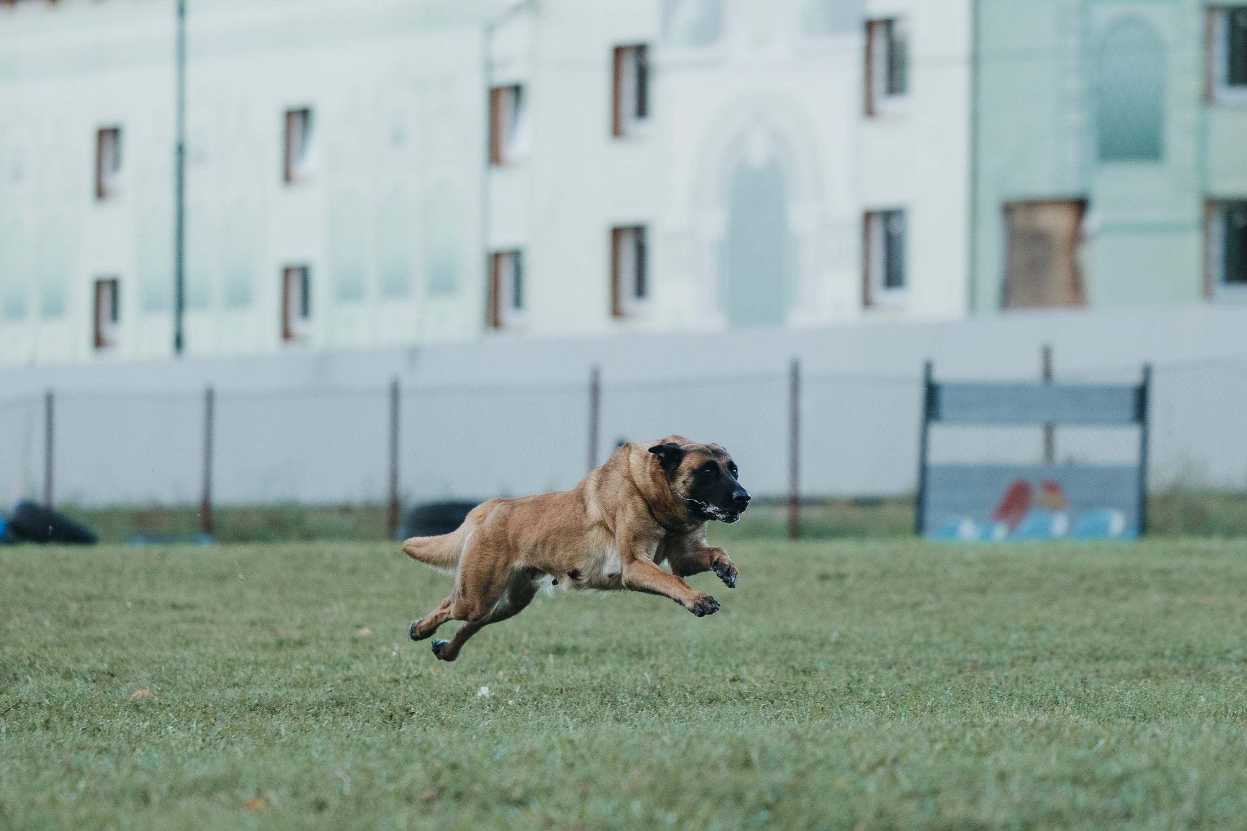 Испытания по мондьорингу г. Пушкин 29.09.2024. Фотограф-анималист Анна Маринич
