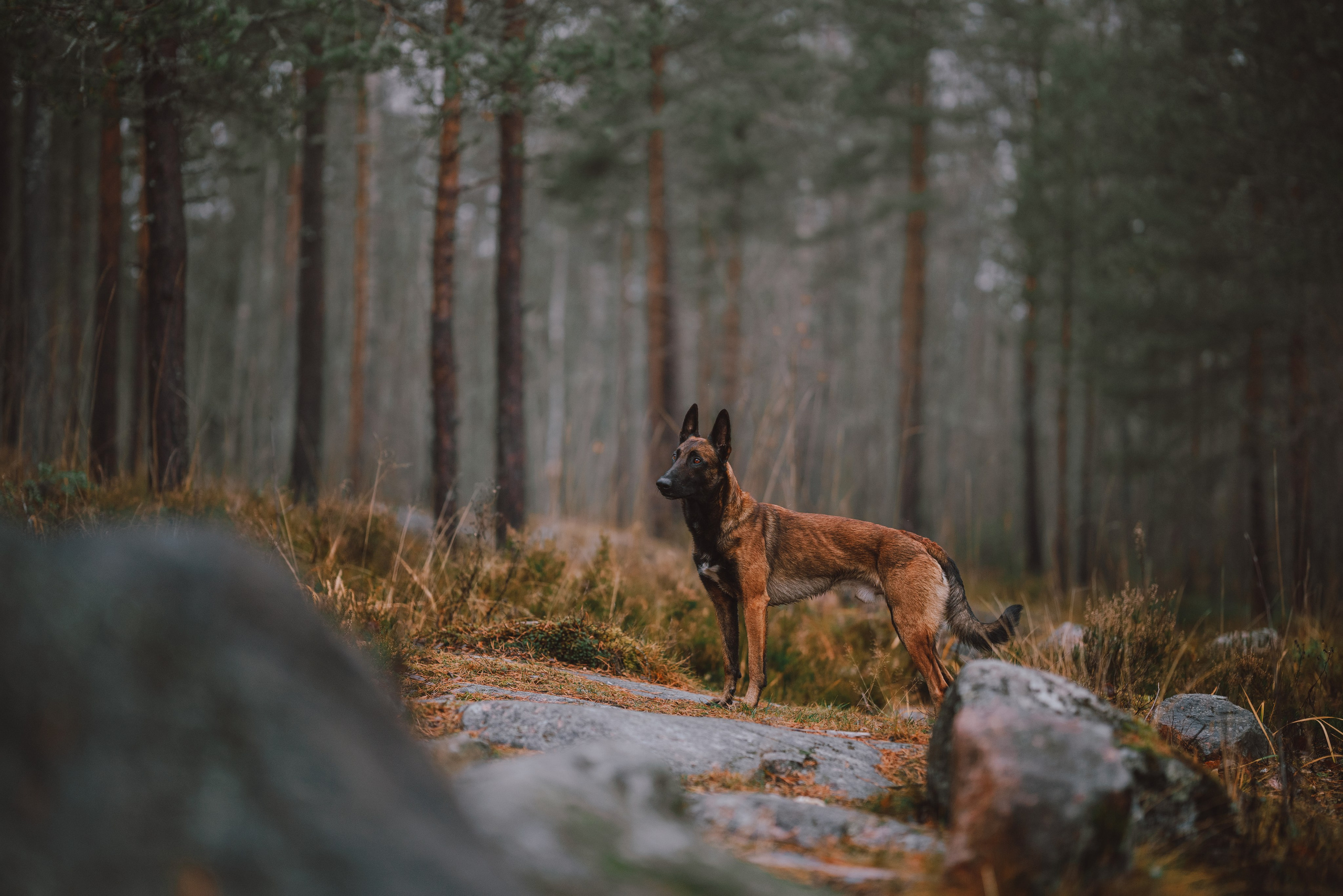 Раш. Фотограф анималист Осипчикова Мария