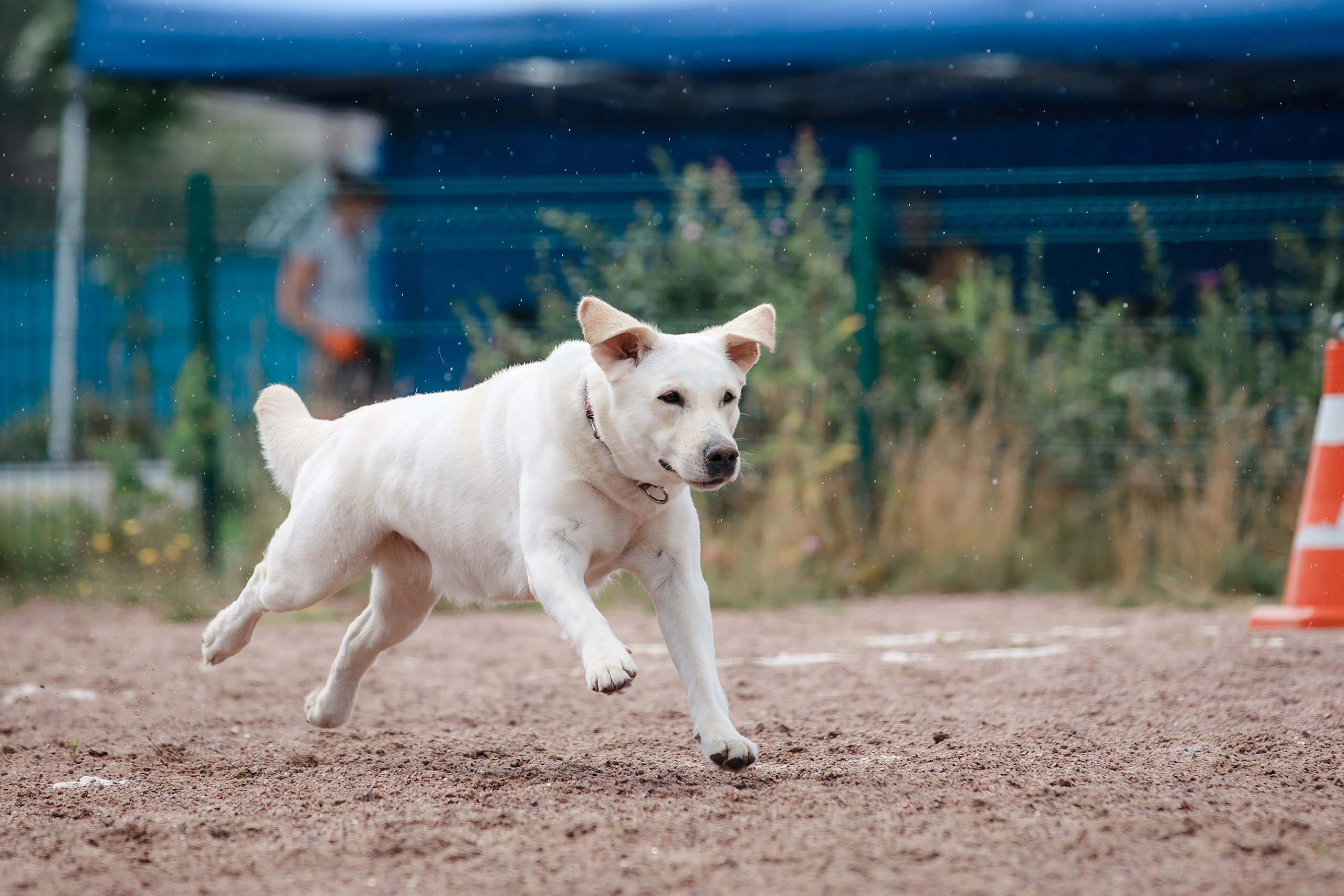 Питч&Гоу + веселые старты. Фотограф-анималист Mary Mart — Москва, Питер
