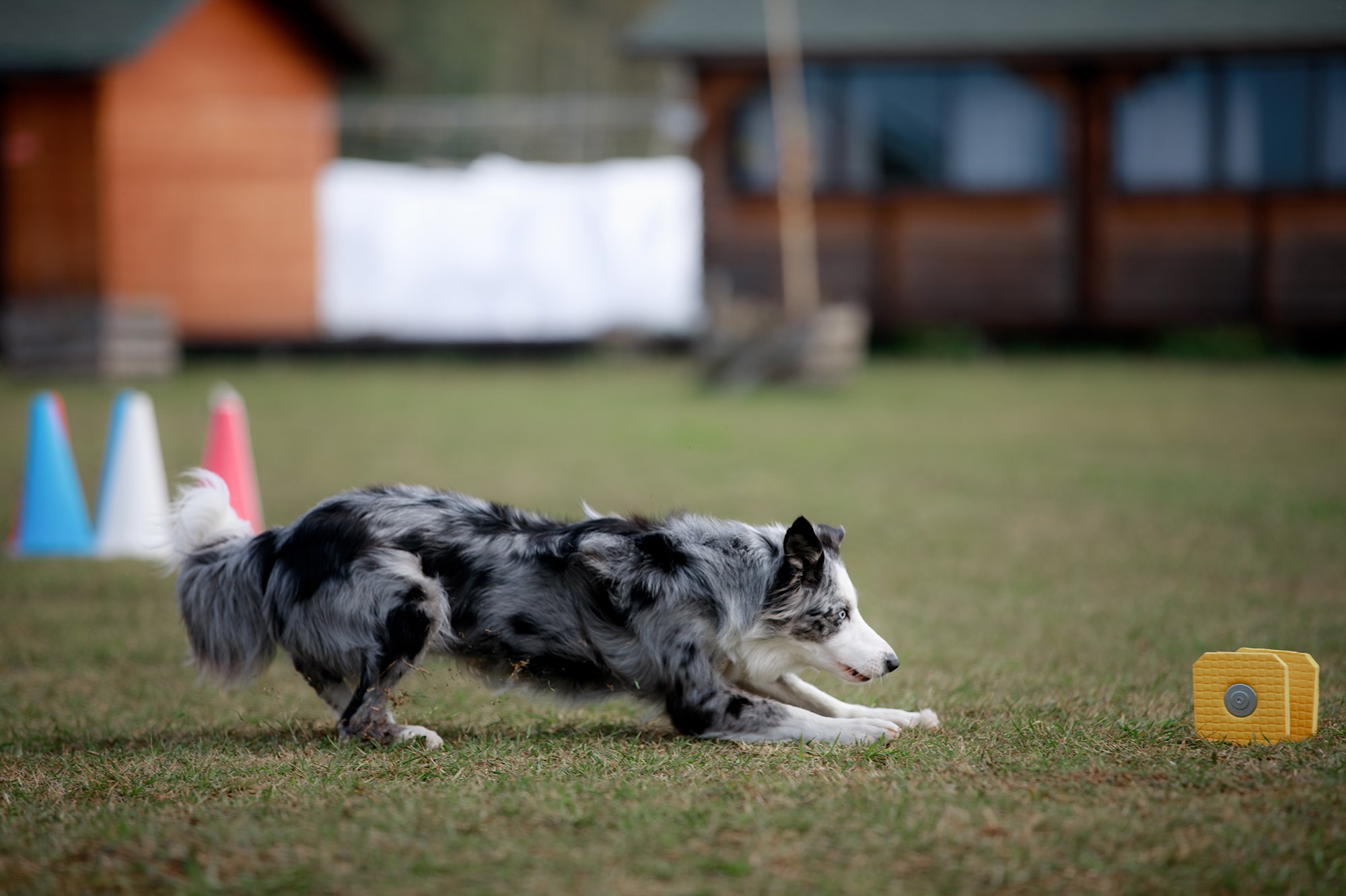 Лагерь по ОБД с Инной Баженовой. Фотограф-анималист Mary Mart — Москва, Питер