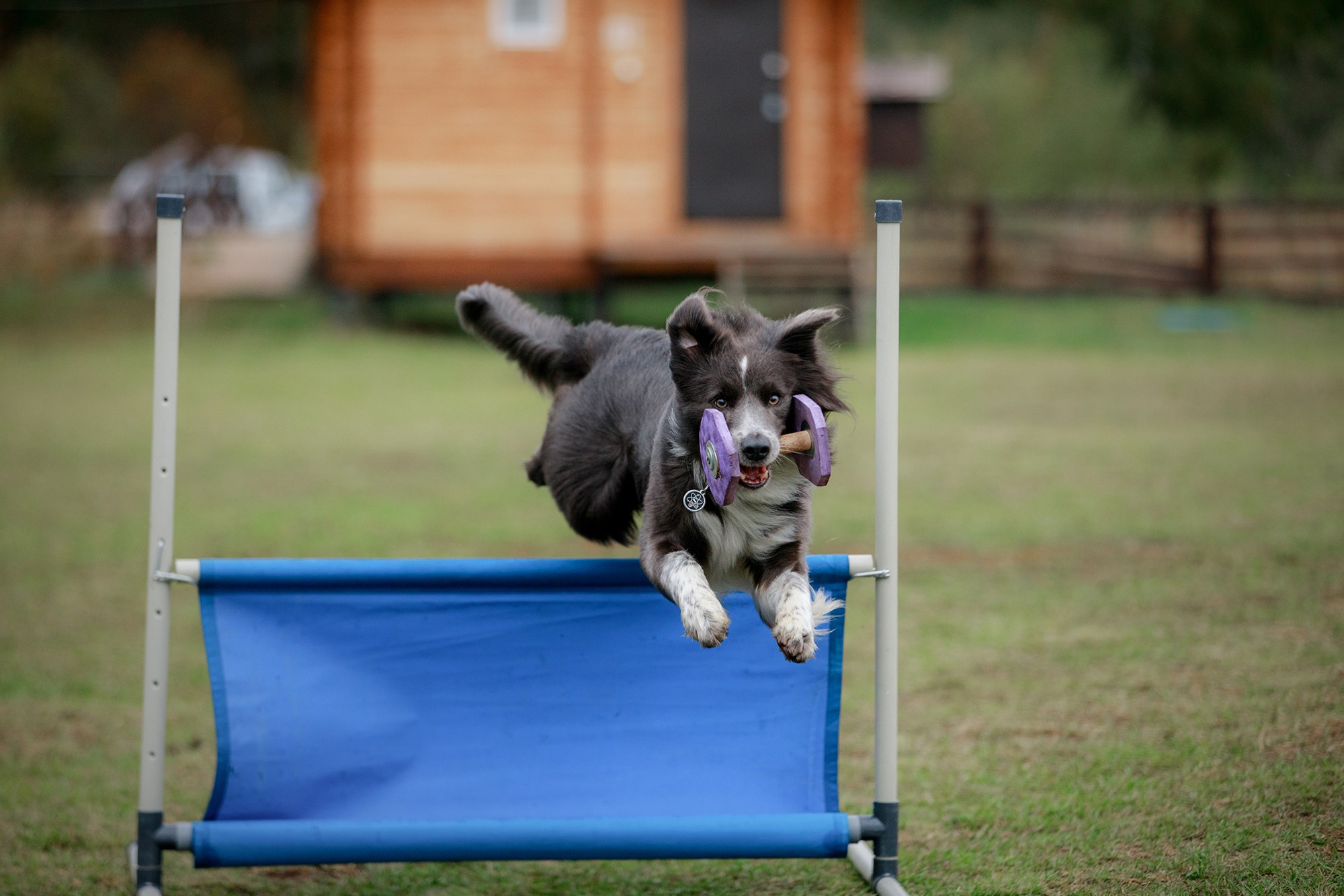 Лагерь по ОБД с Инной Баженовой. Фотограф-анималист Mary Mart — Москва, Питер