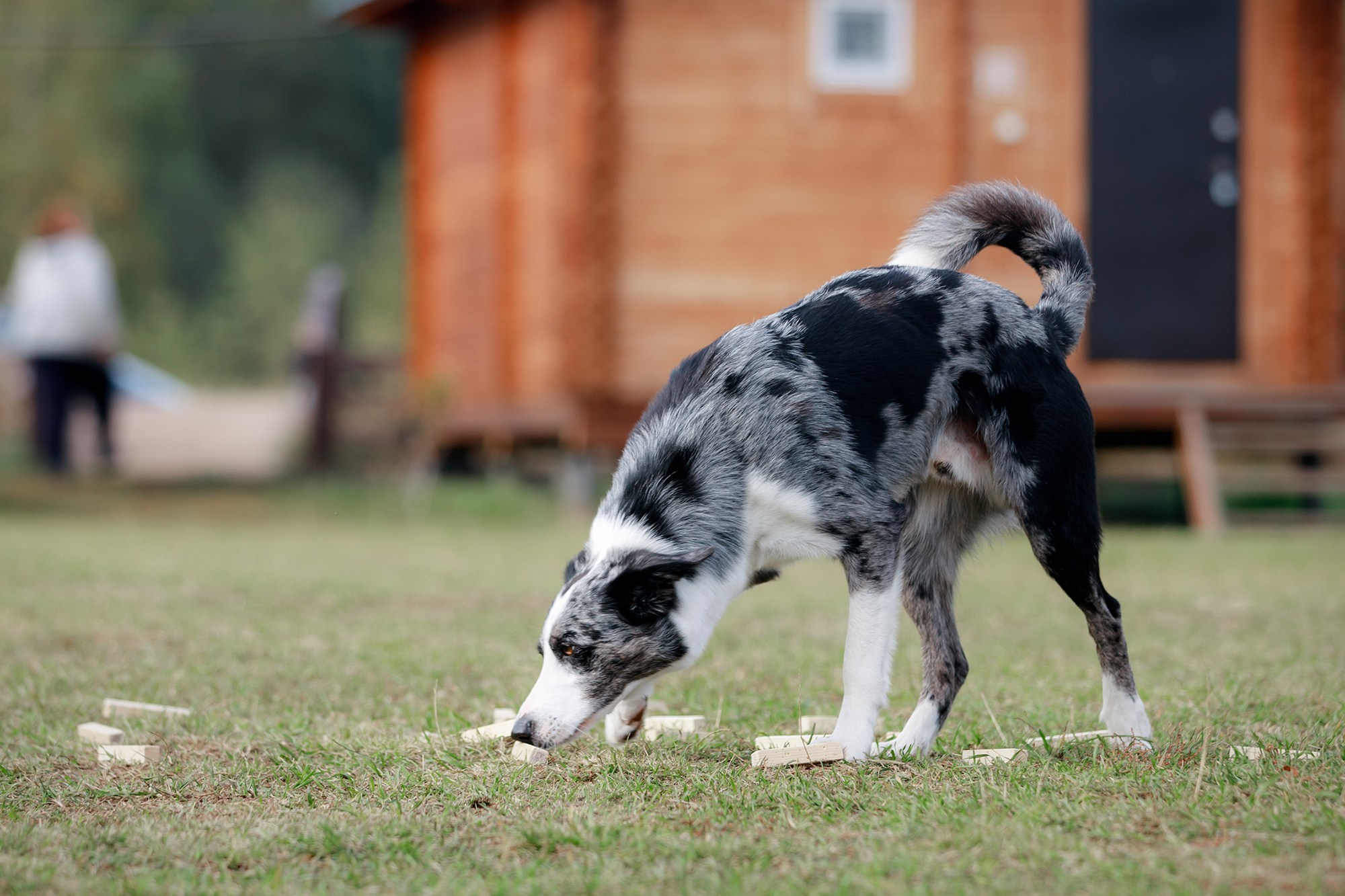 Лагерь по ОБД с Инной Баженовой. Фотограф-анималист Mary Mart — Москва, Питер