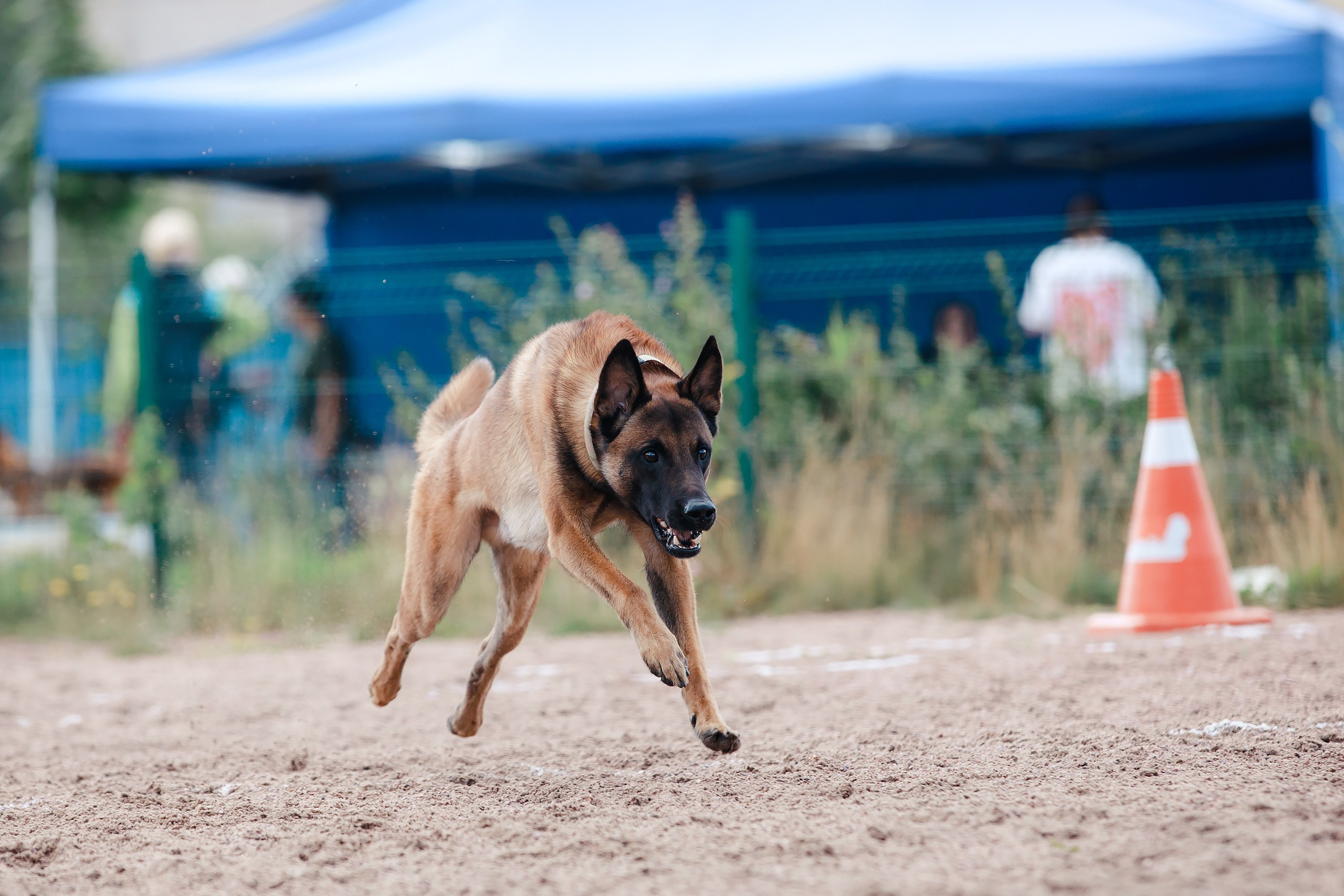 Питч&Гоу + веселые старты. Фотограф-анималист Mary Mart — Москва, Питер